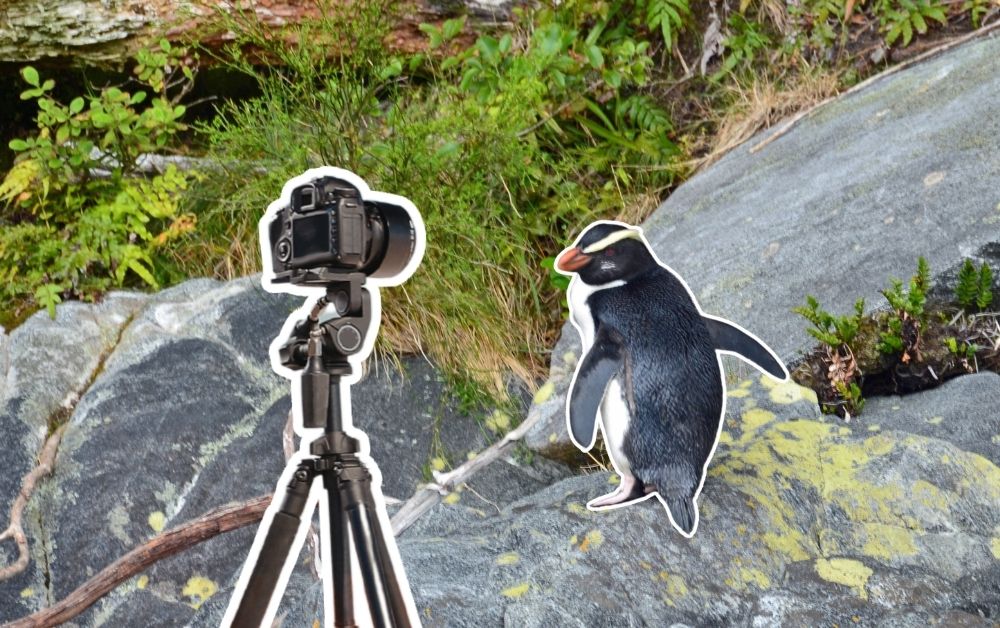 Penguin Live web Cams