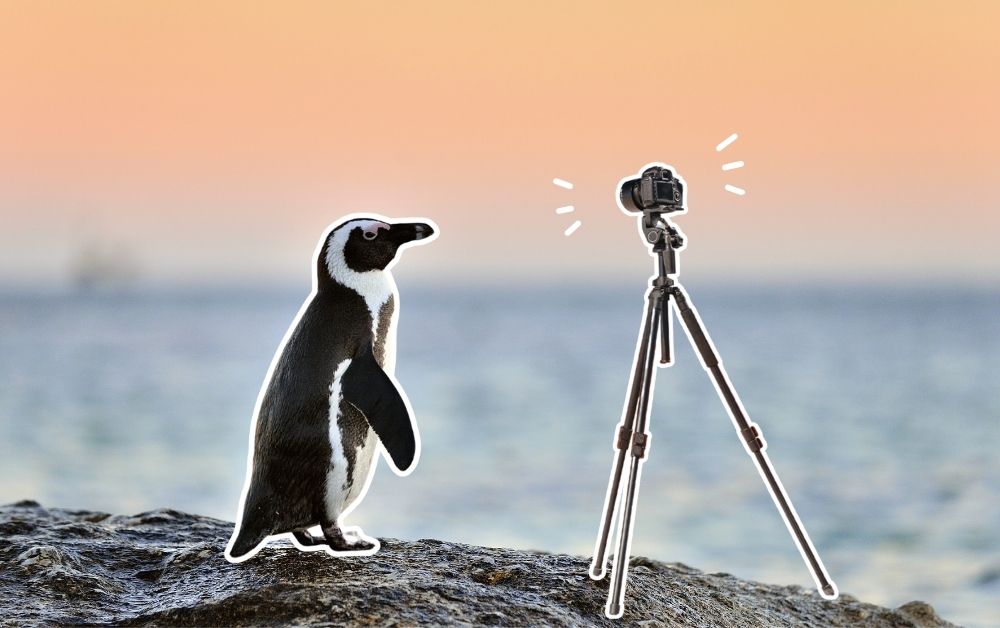 Penguin Live web Cams featured