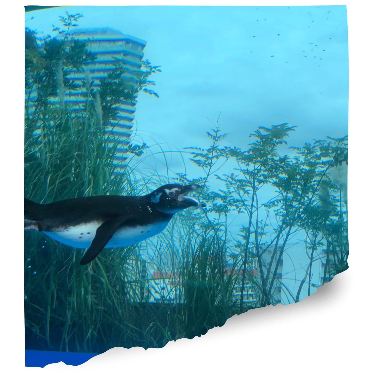 Jenkinsons aquarium USA cam