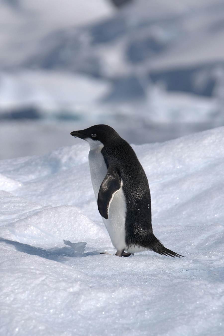 Adelie penguin