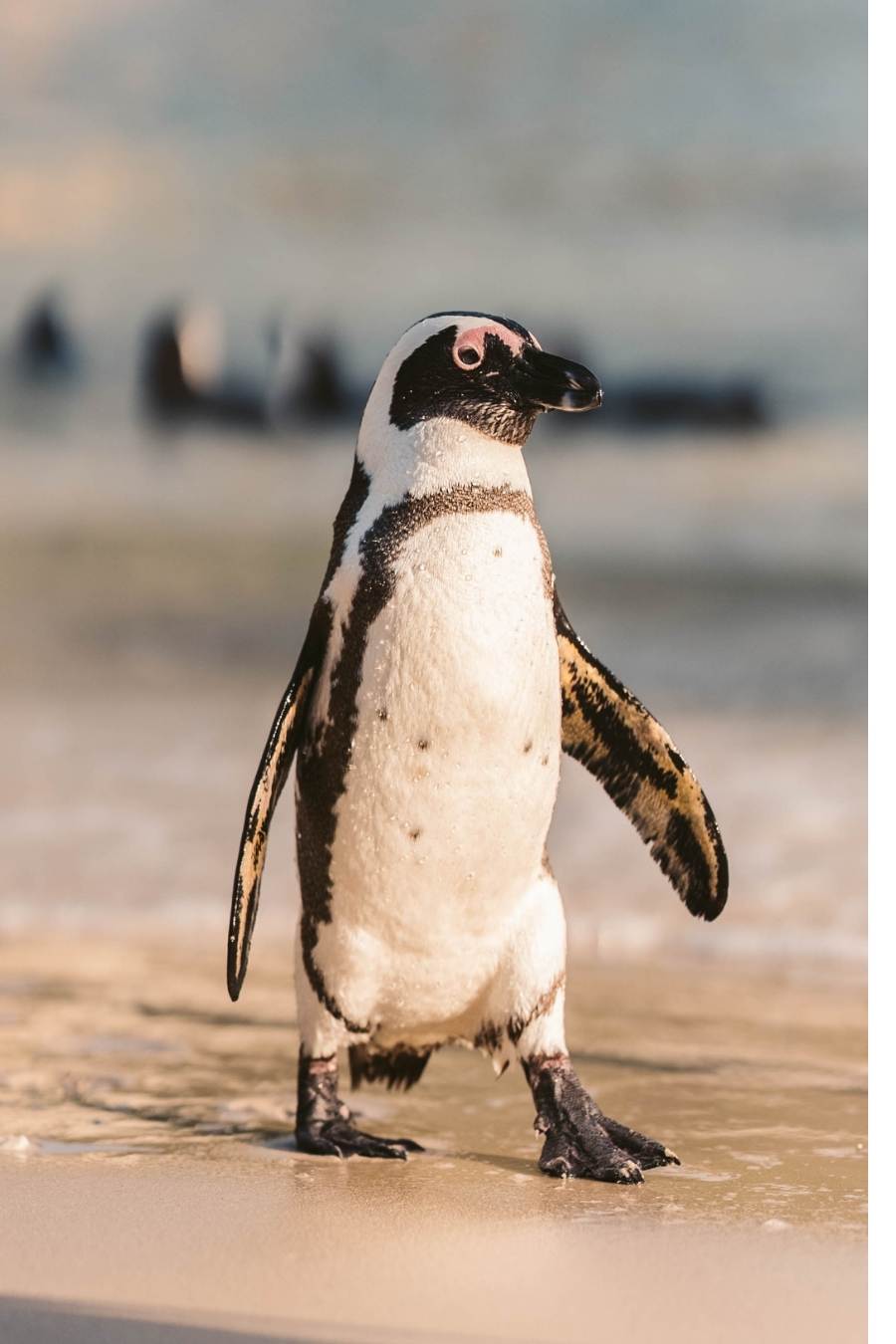 African penguin close up