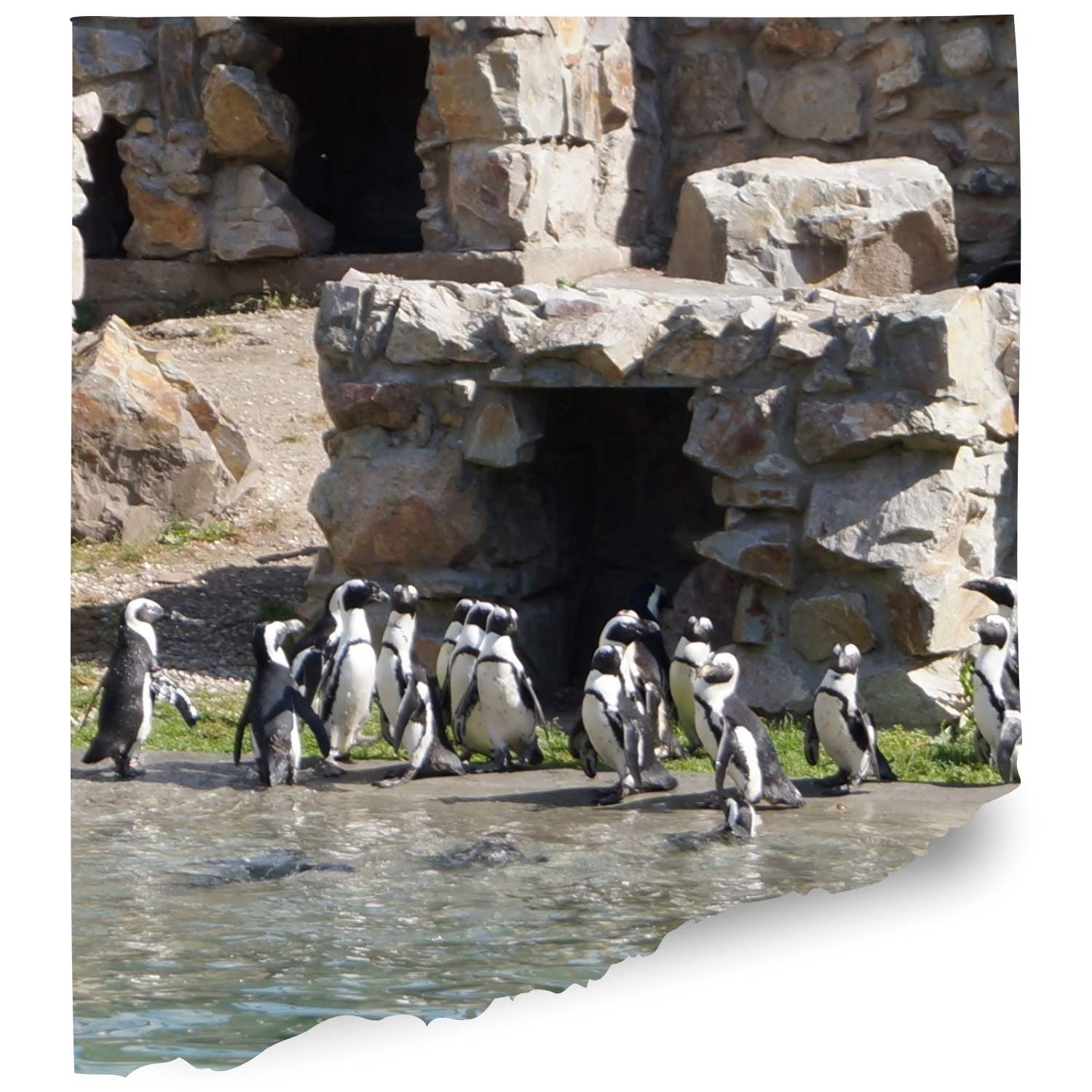 Birdland Penguin cam