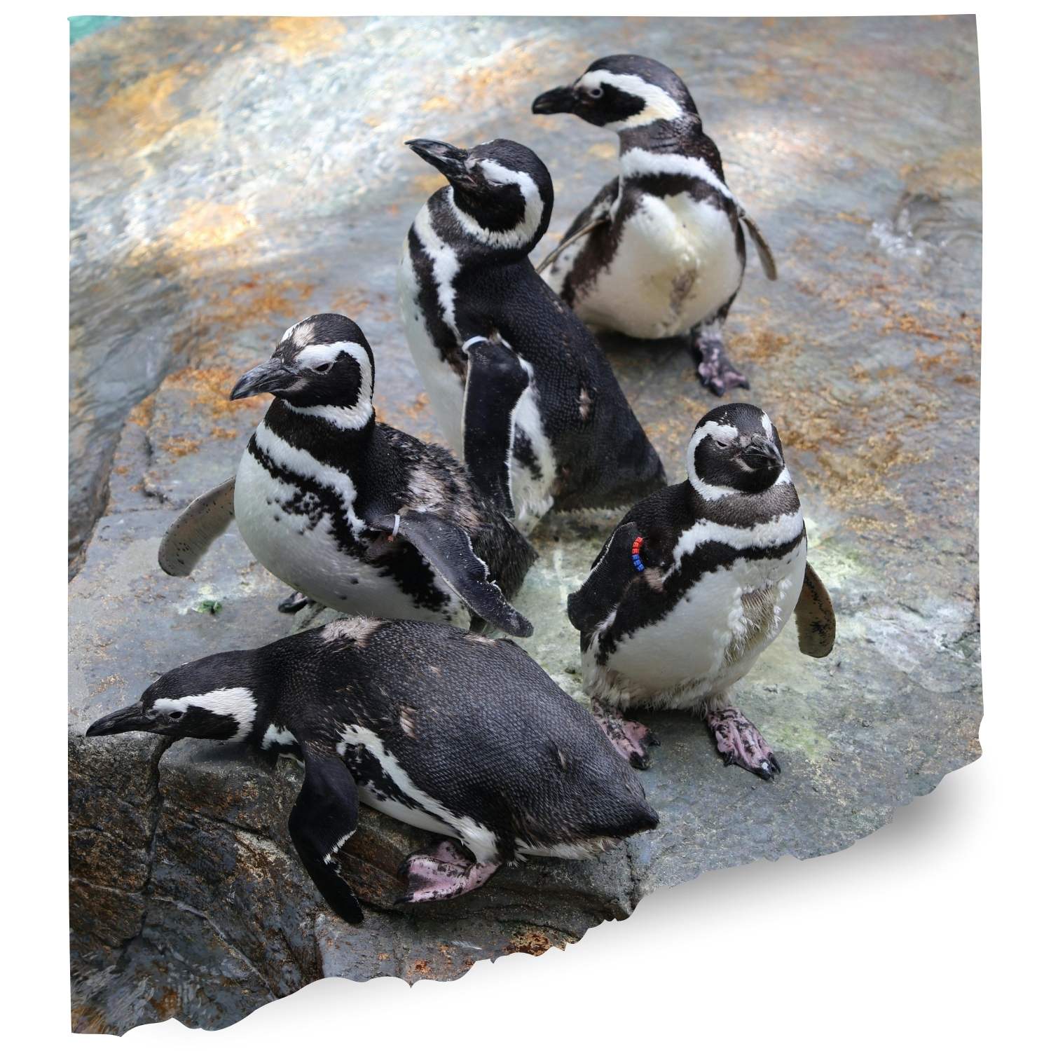 California academy Penguin cam