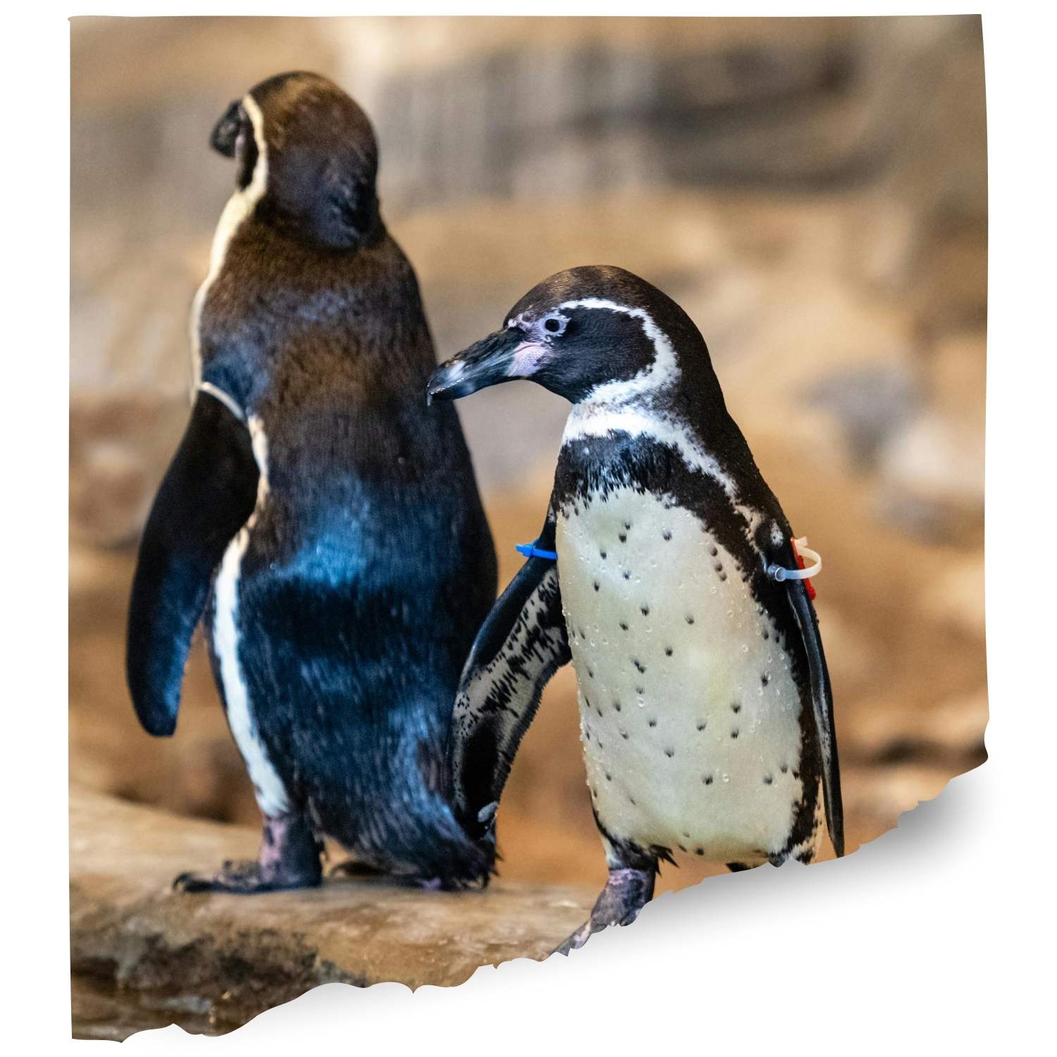 Cotswold park Penguin cam