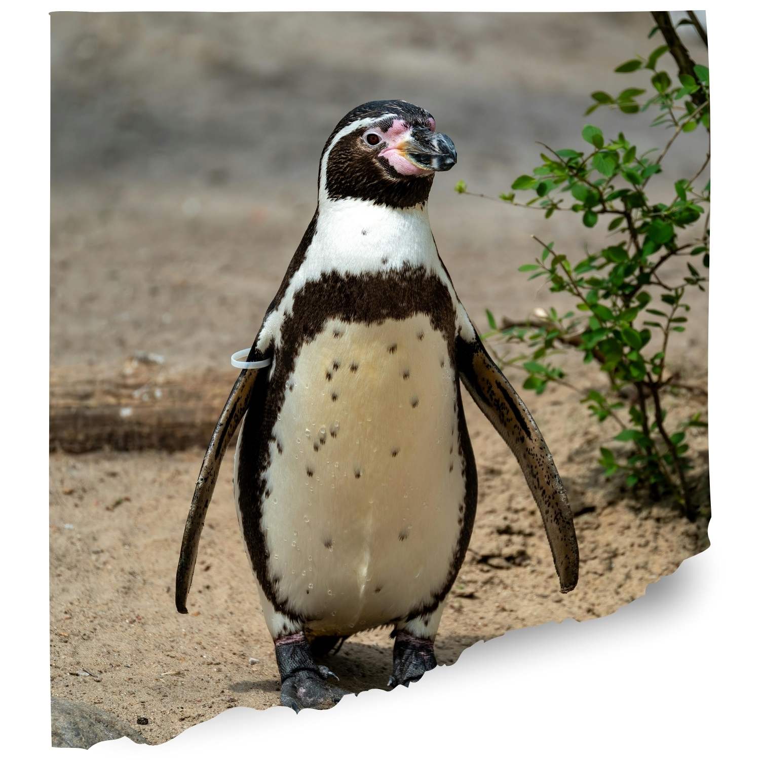 County zoo Penguin cam