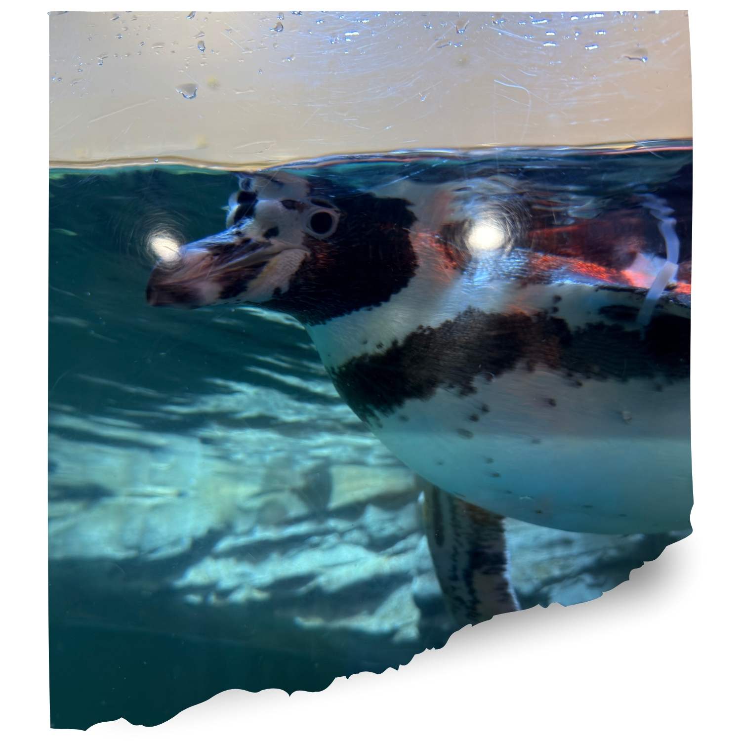 Detroid zoo Penguin cam
