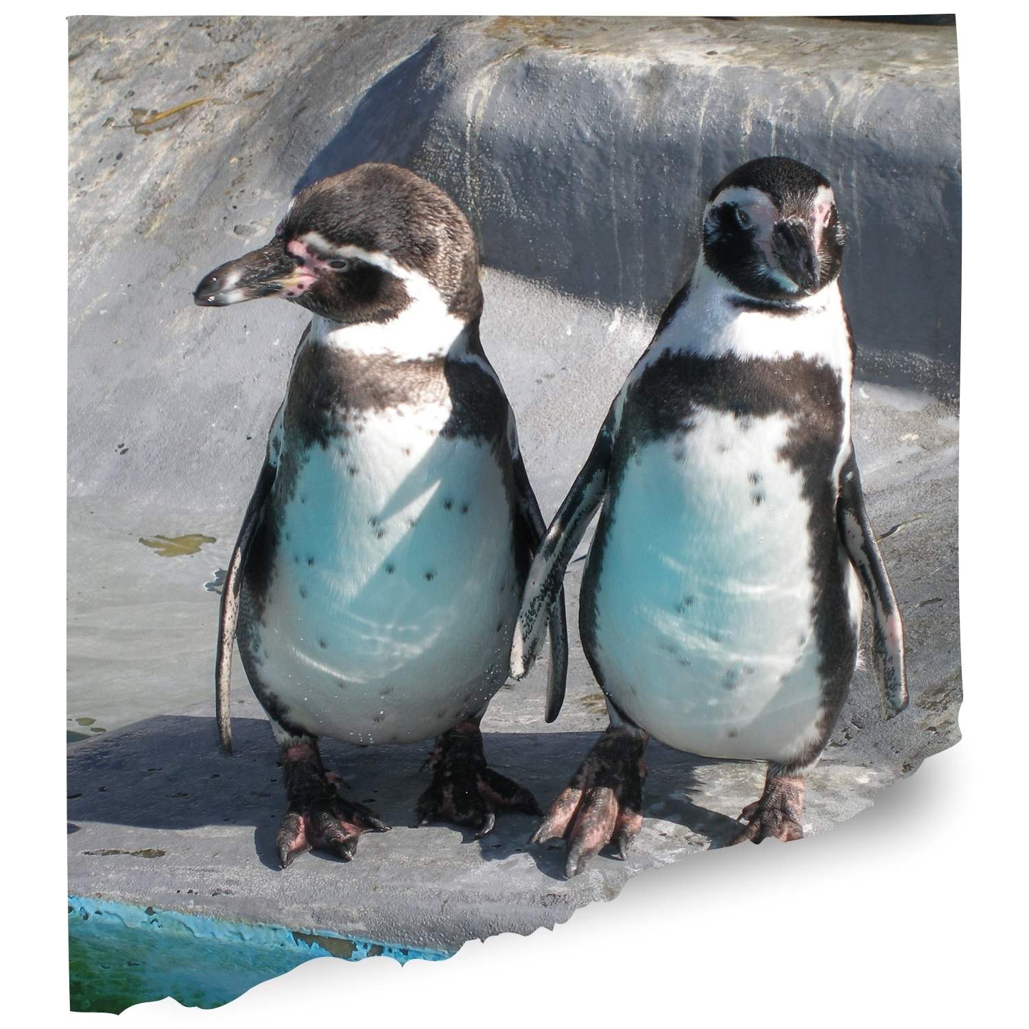 Dublin zoo Penguin cam