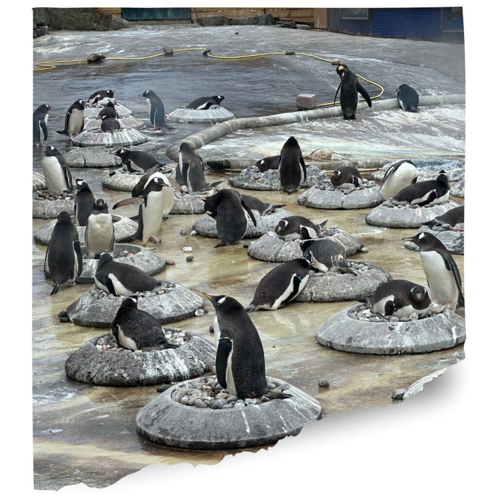 Edinburgh zoo penguins