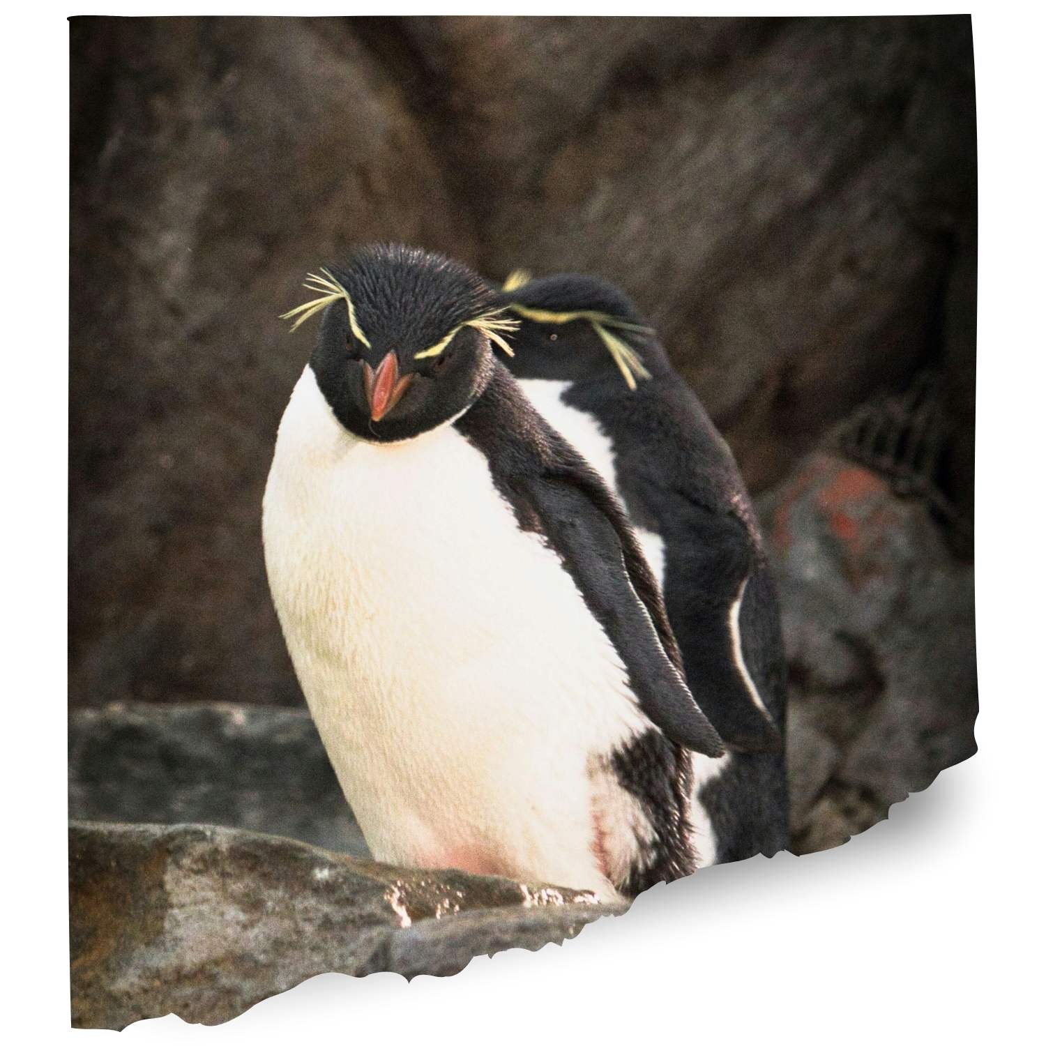 Folly farm Penguin cam