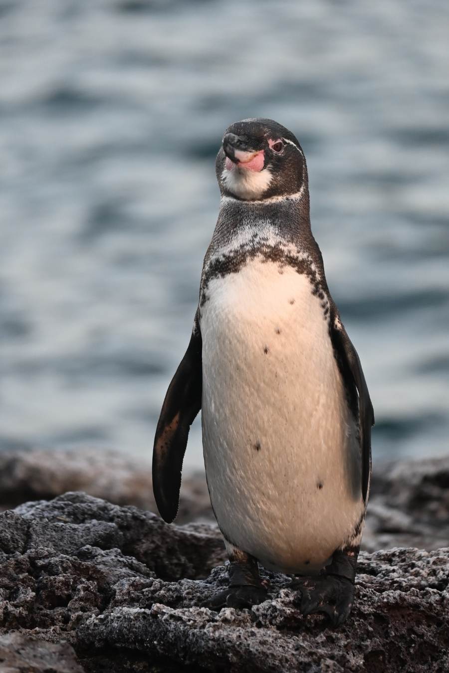 Galapagos penguin pic