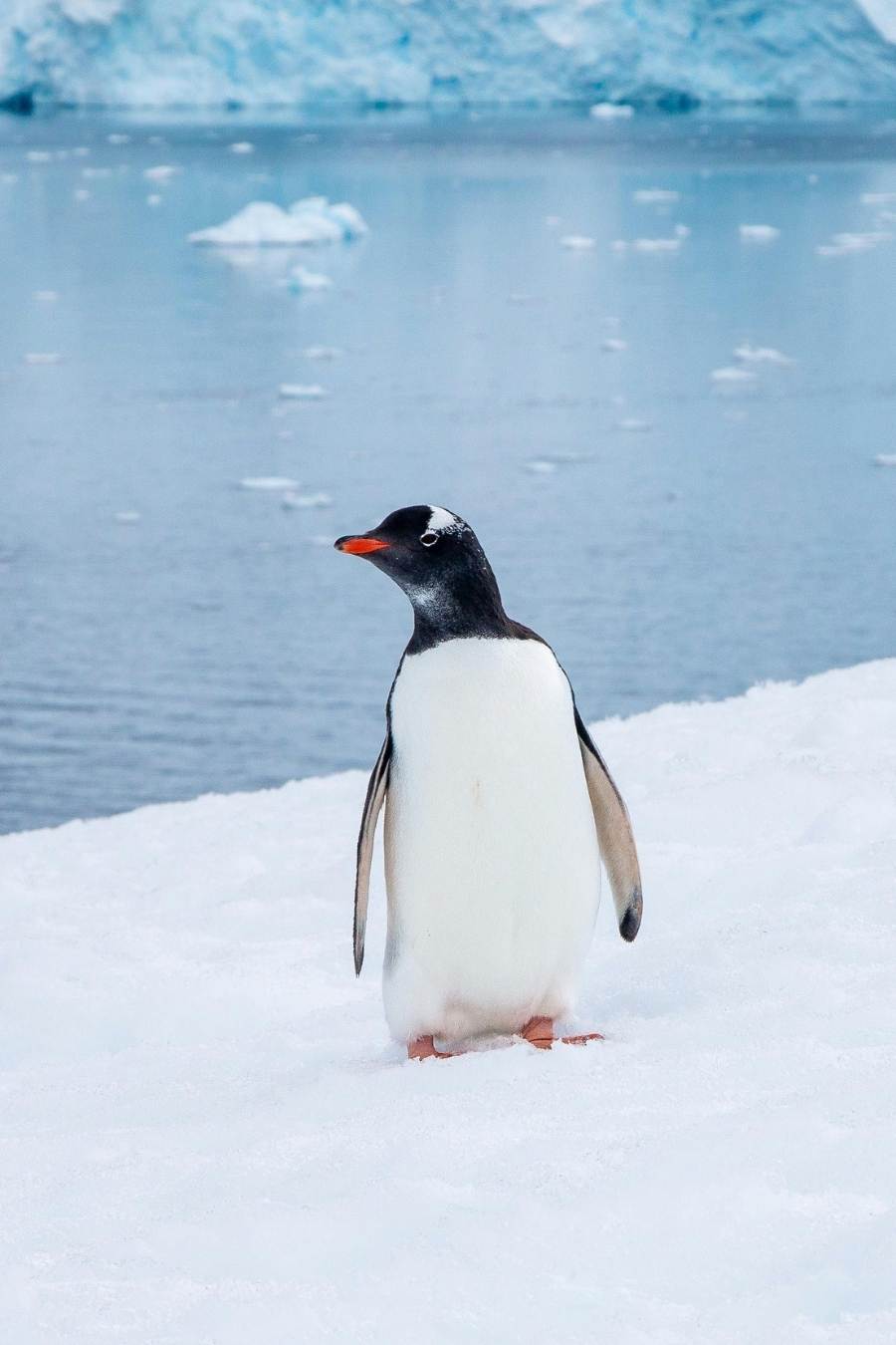 Gentoo penguin