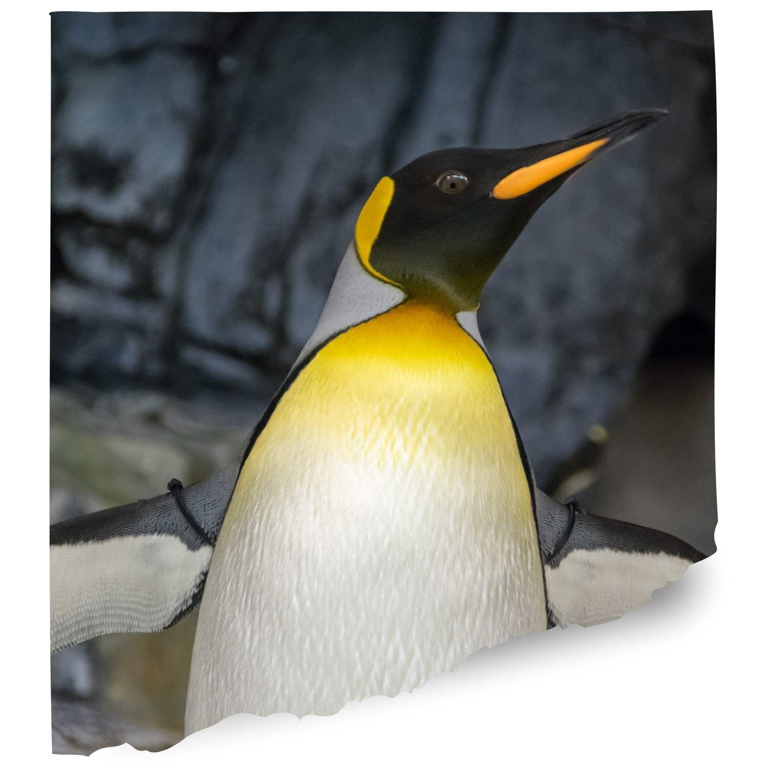 Georgia aquarium Penguin cam