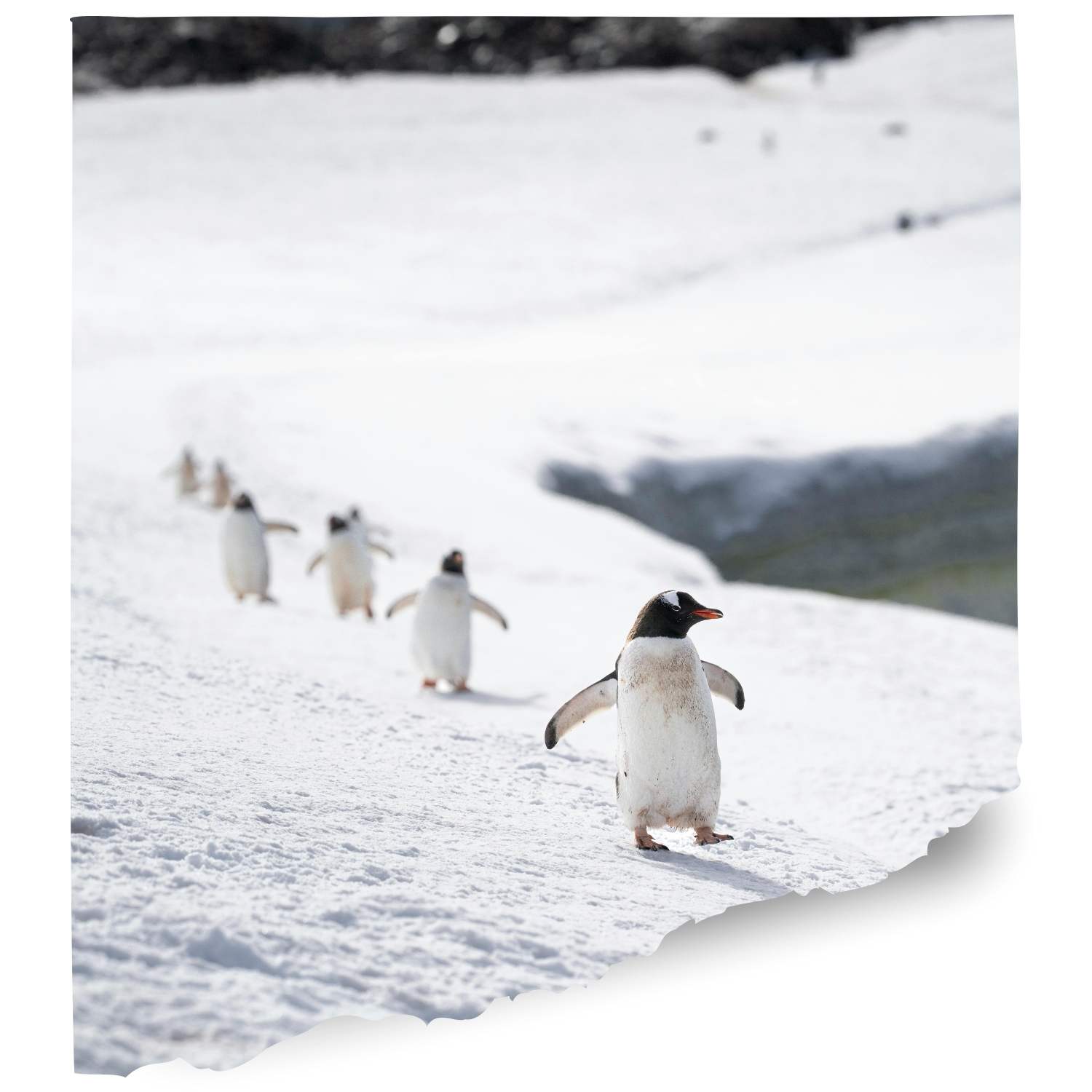 Higgins Penguin cam