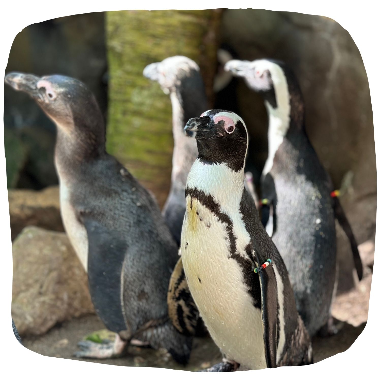 How to Adopt a penguin featured
