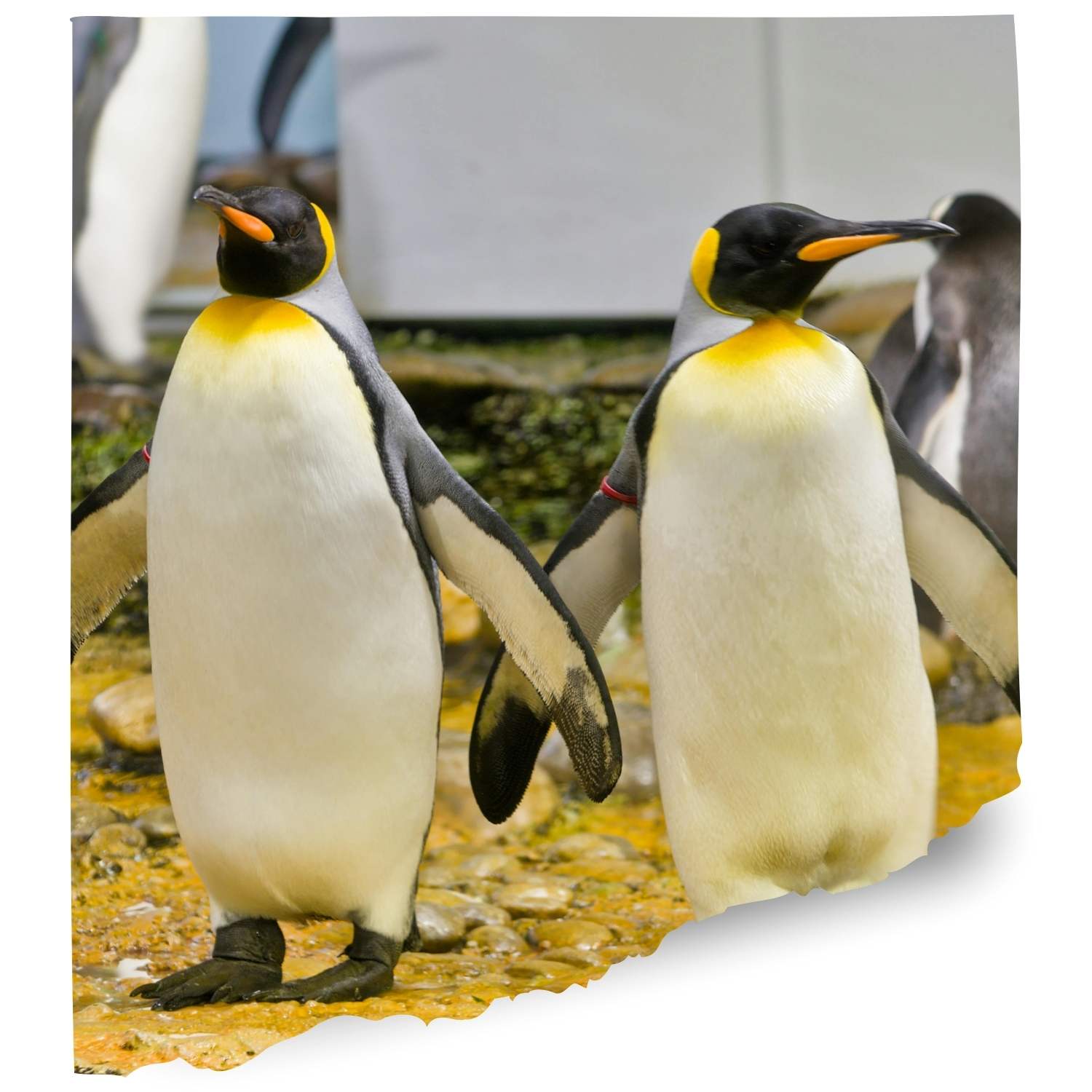 King penguins cam