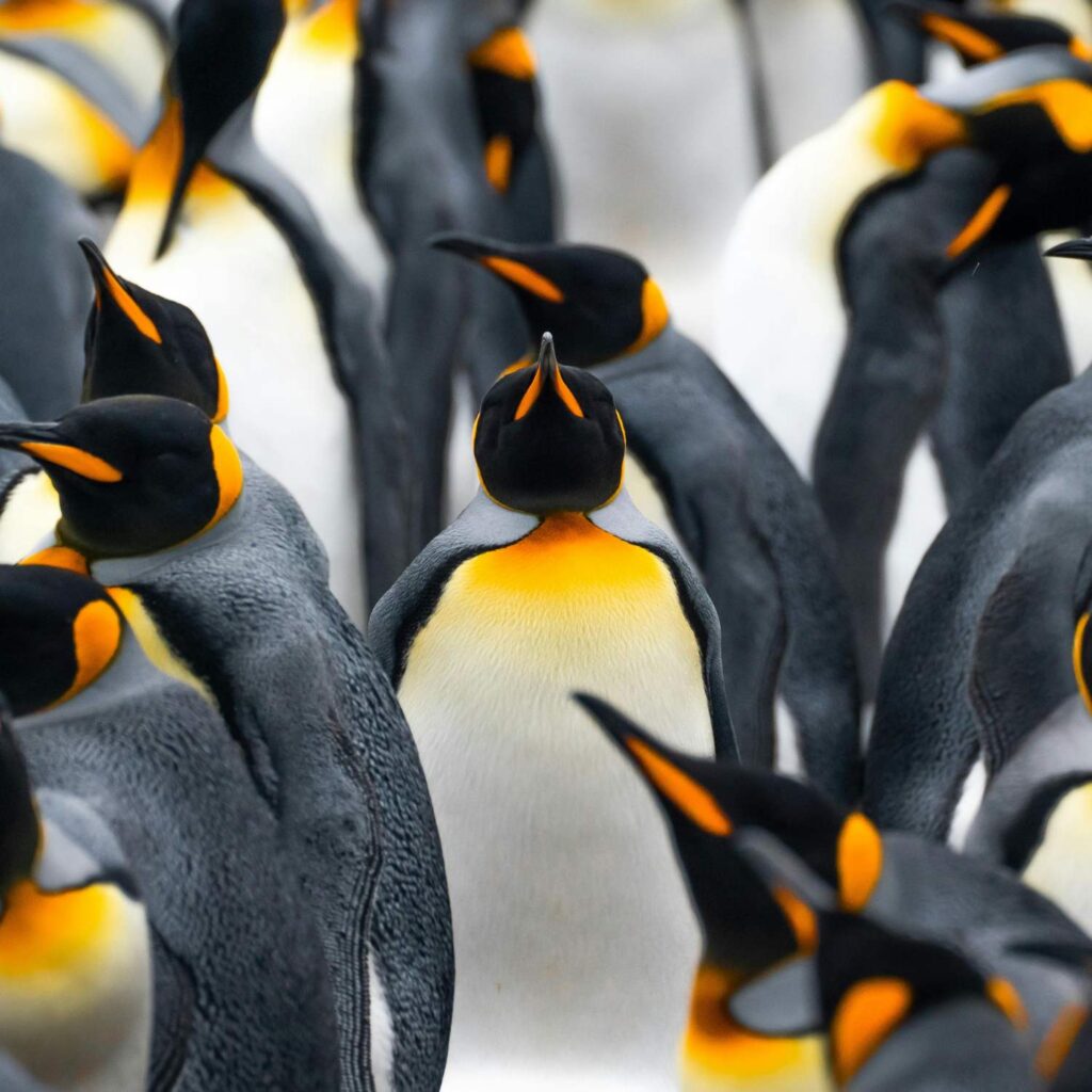 King Penguins picture