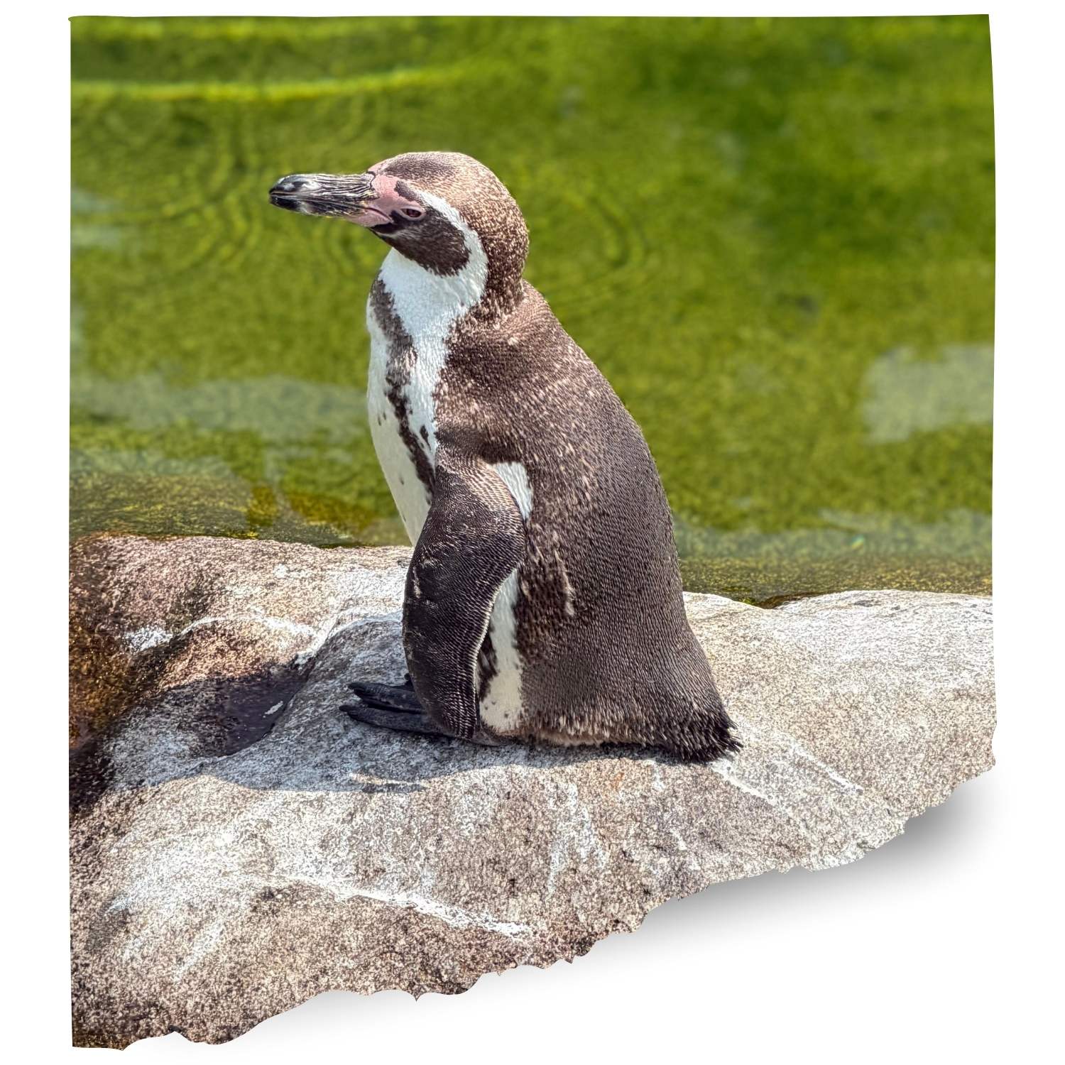 Living coasts Penguin cam