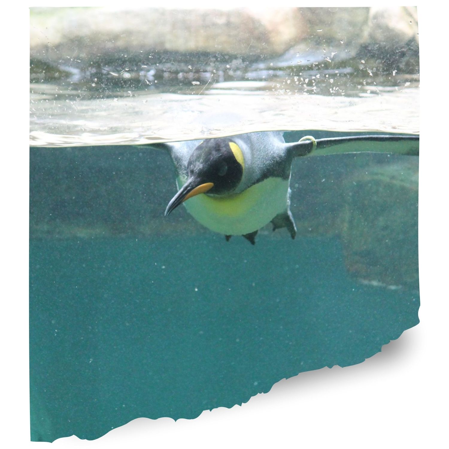 Long isand aquarium penguins cam