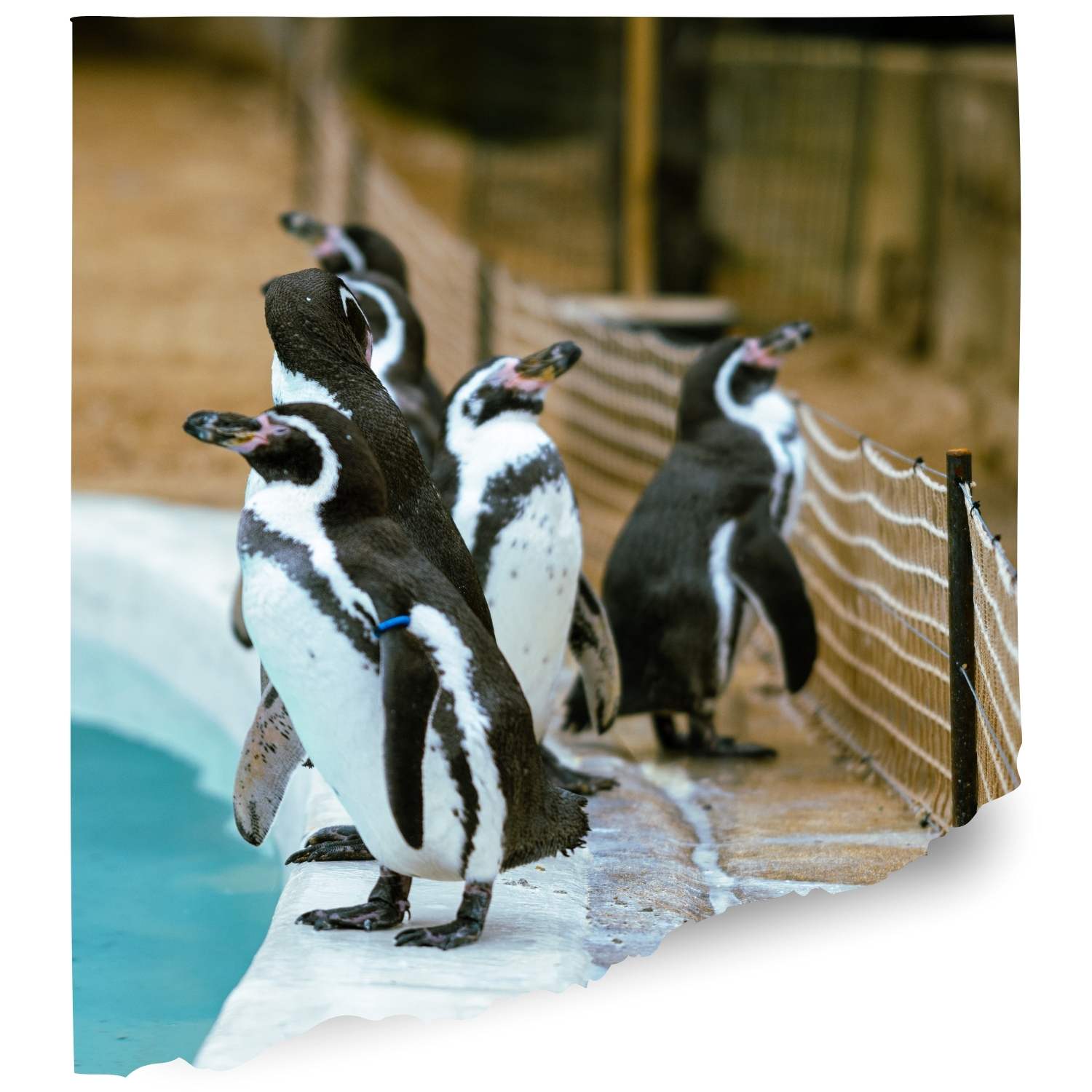 Maryland zoo usa Penguin cam