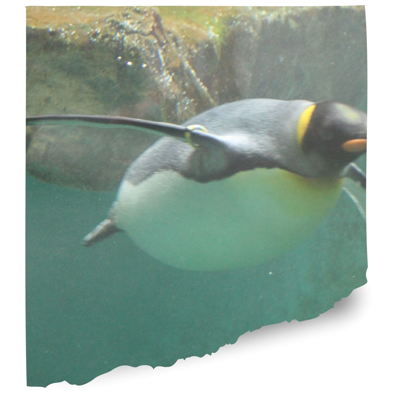 Melbourne zoo penguins Cams