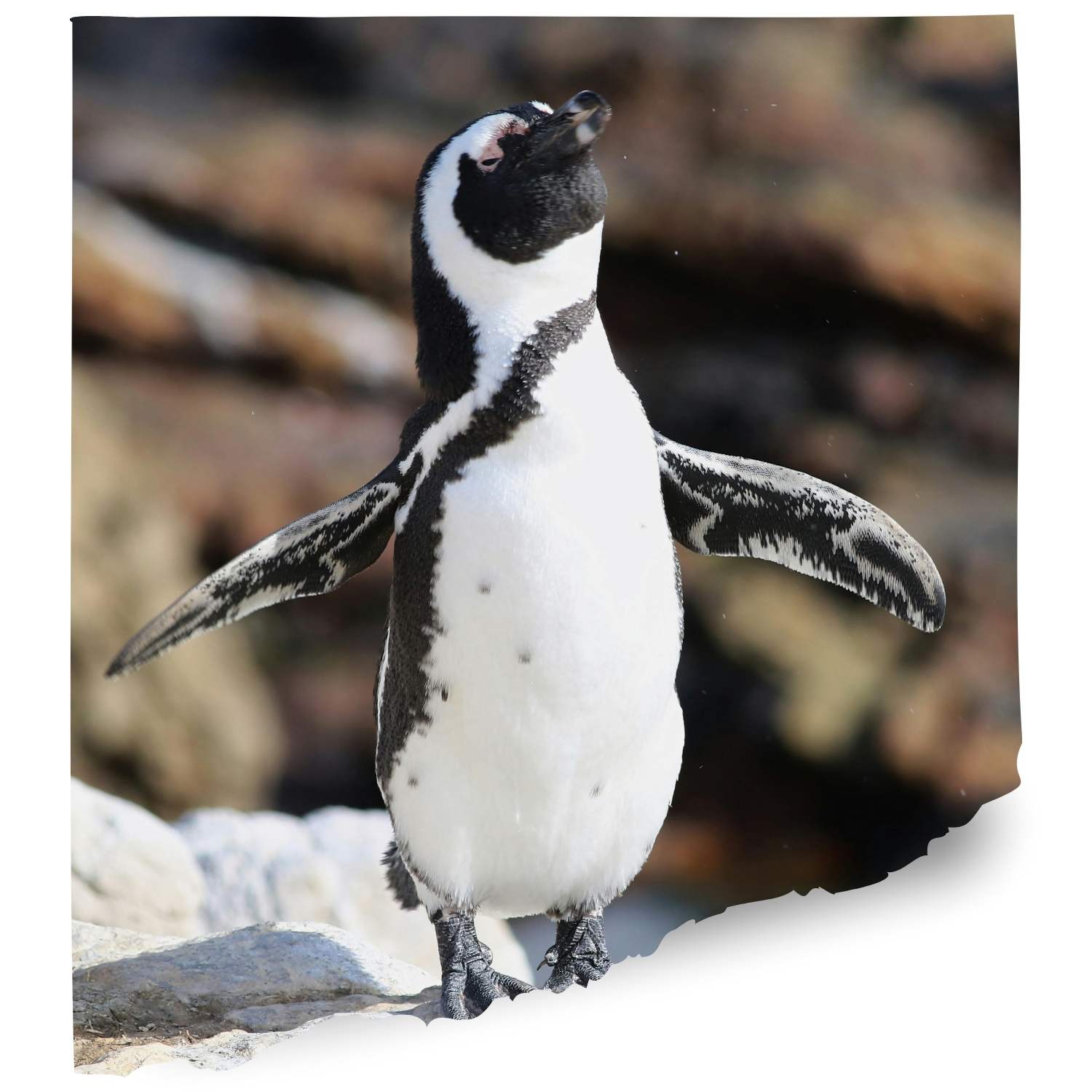 Monterey bay usa Penguin cam
