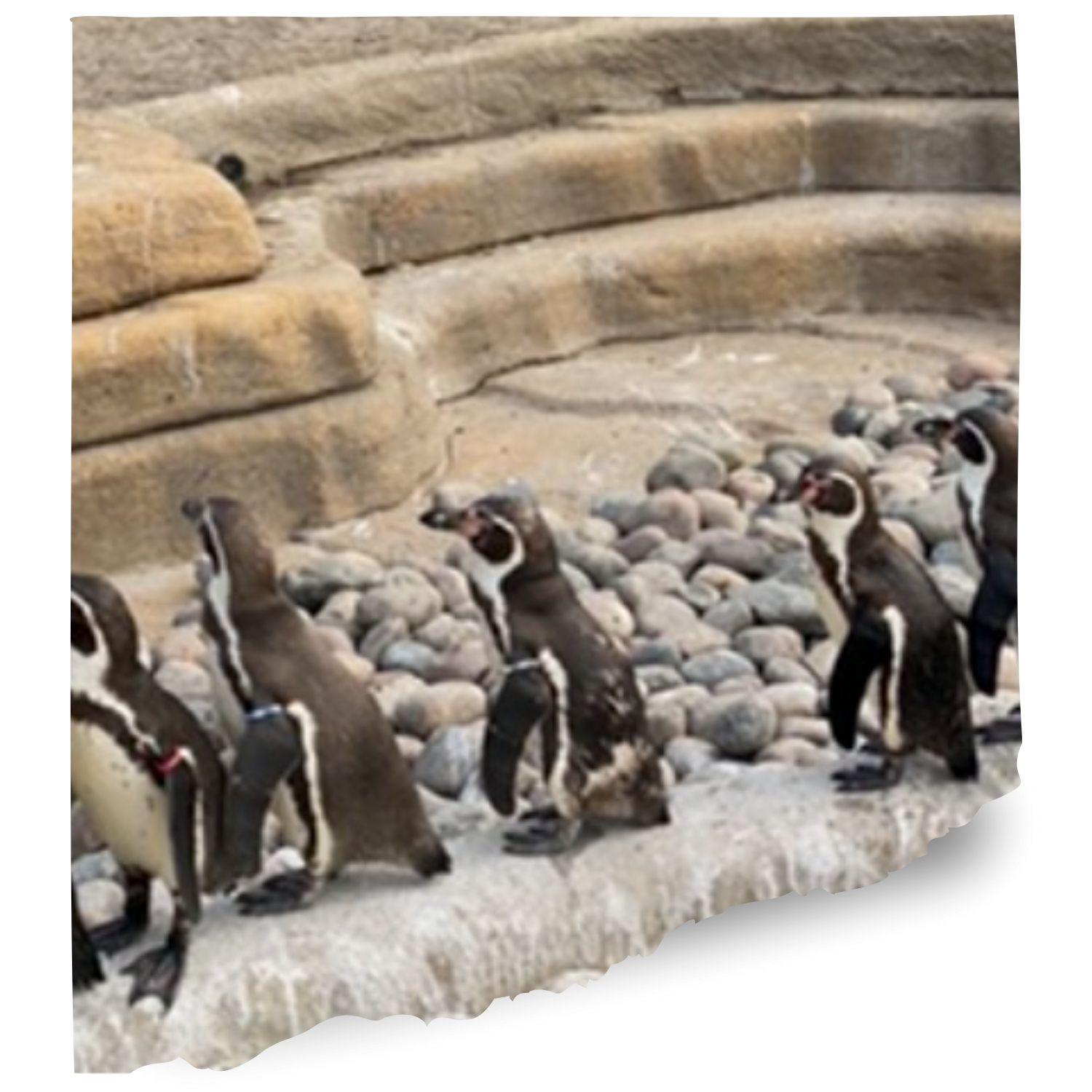 Mystic aquaruium penguins Cams