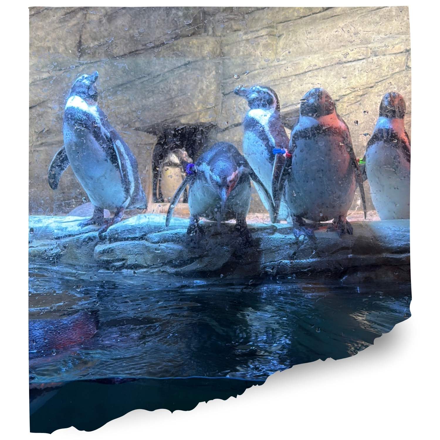 New england aquarium Penguin cam