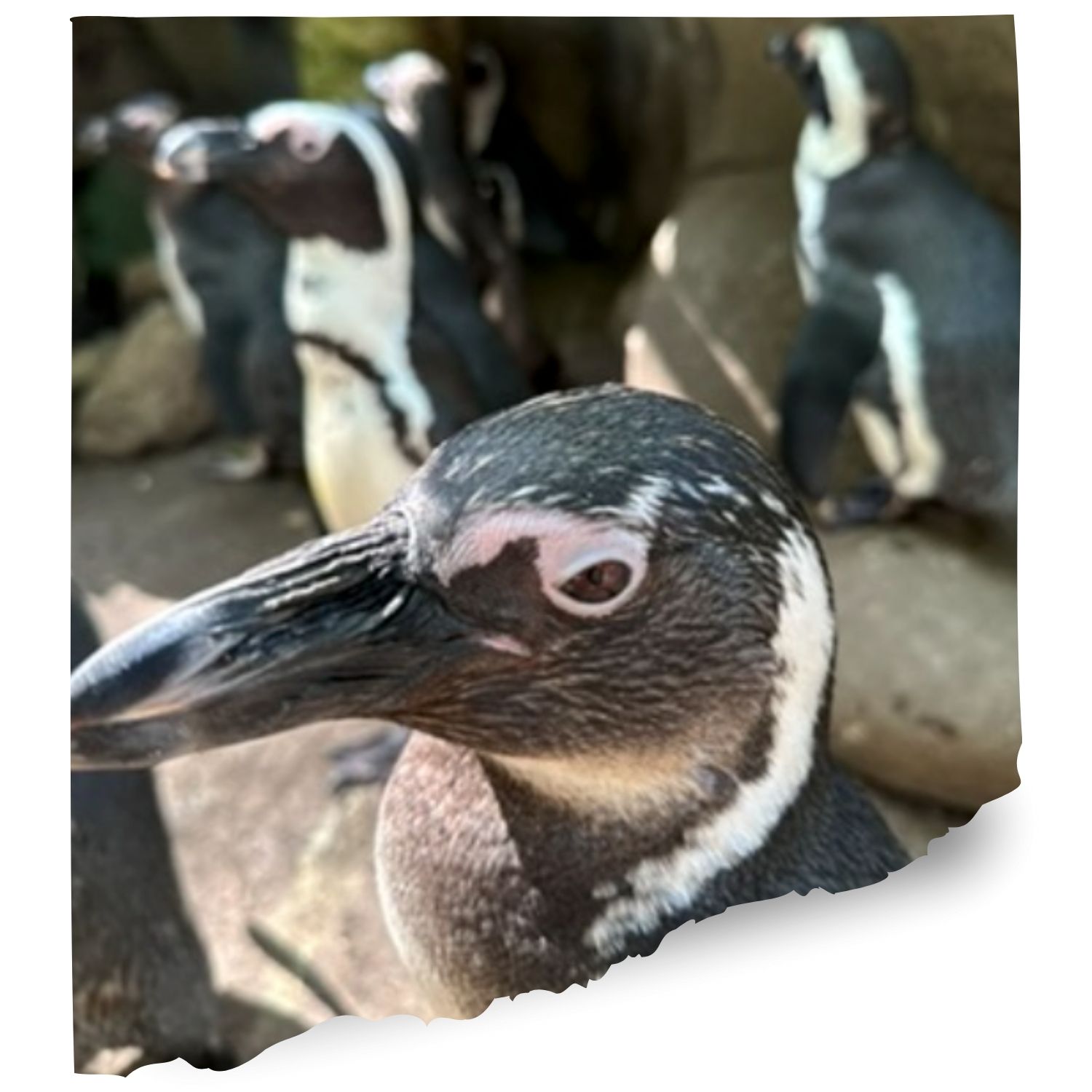 Pacific aquarium usa penguins Cams