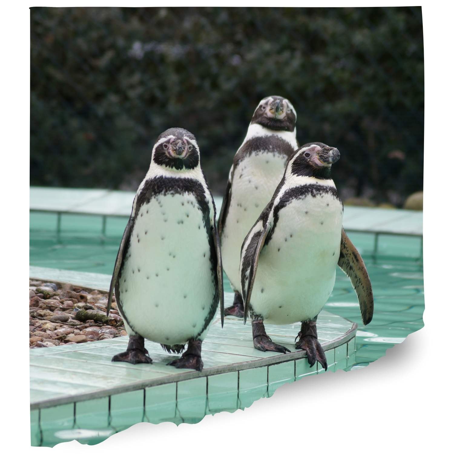 Paradise park uk Penguin cam