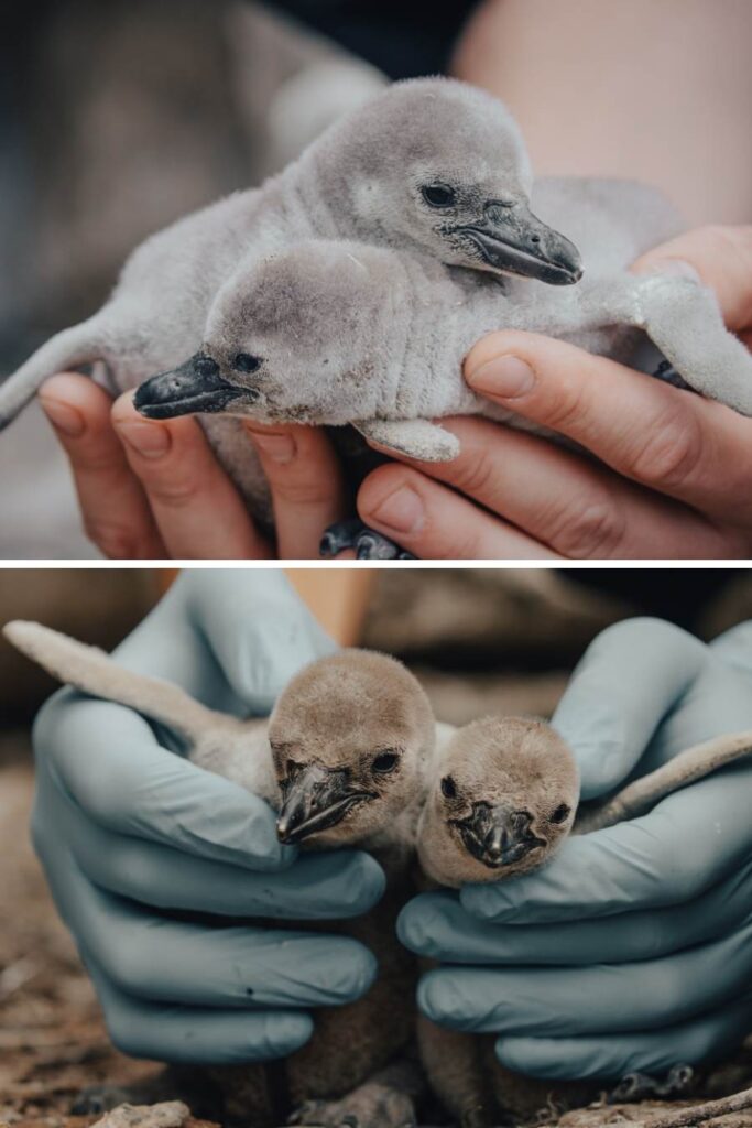 Penguin support adopt donate