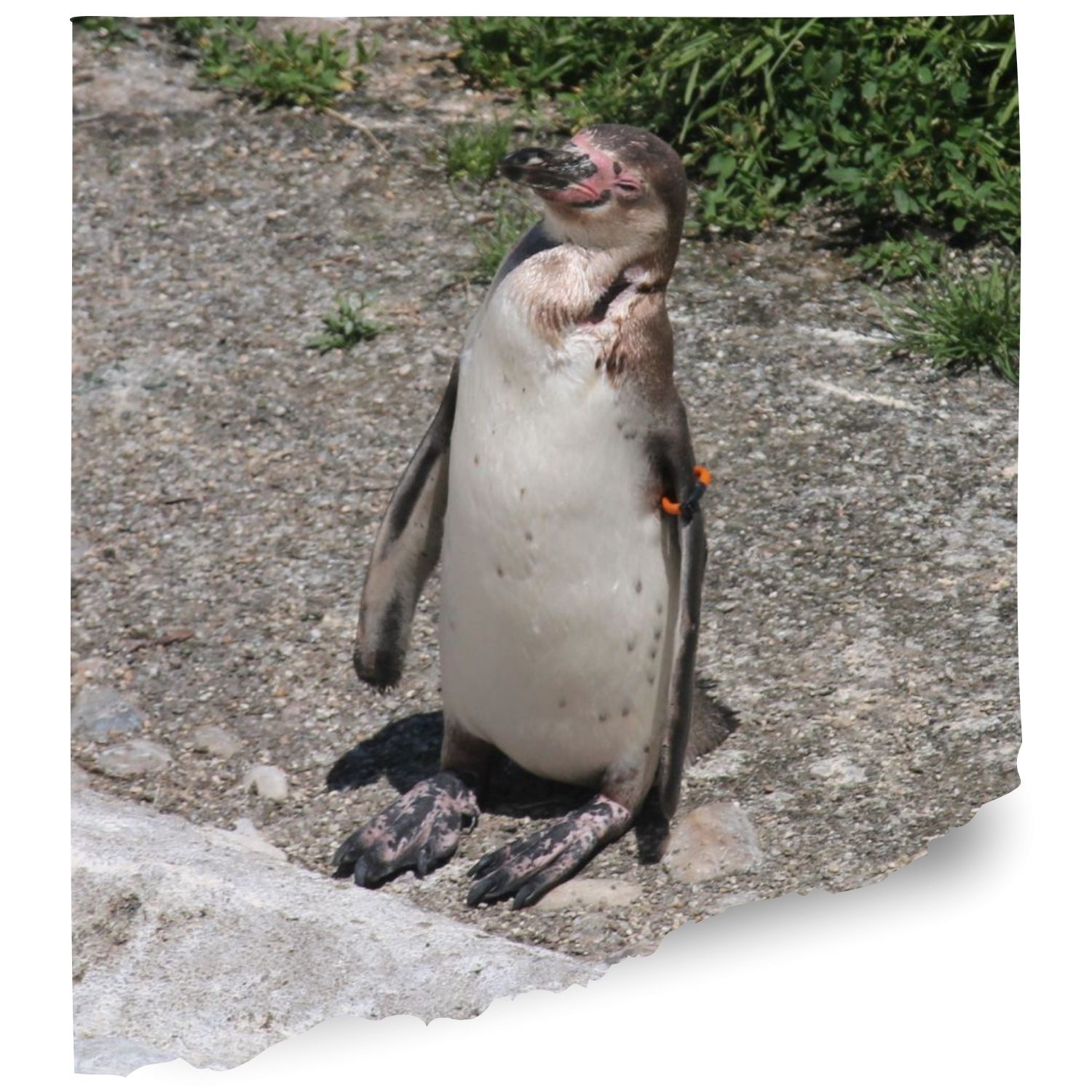 Philadelphia zoo penguins Cams