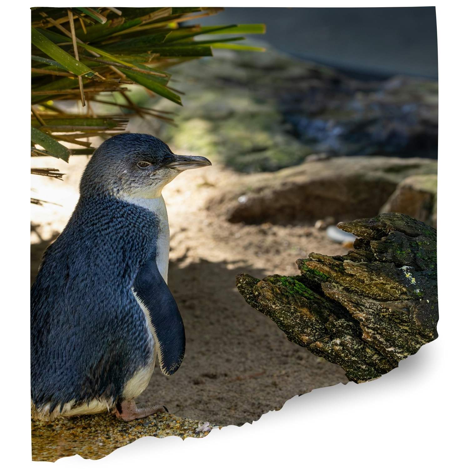 Philip island Penguin cam