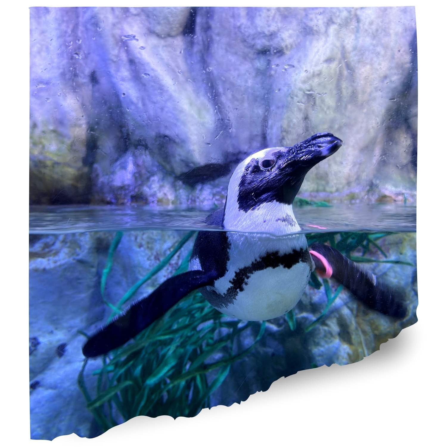 Ripleys usa penguins Cams