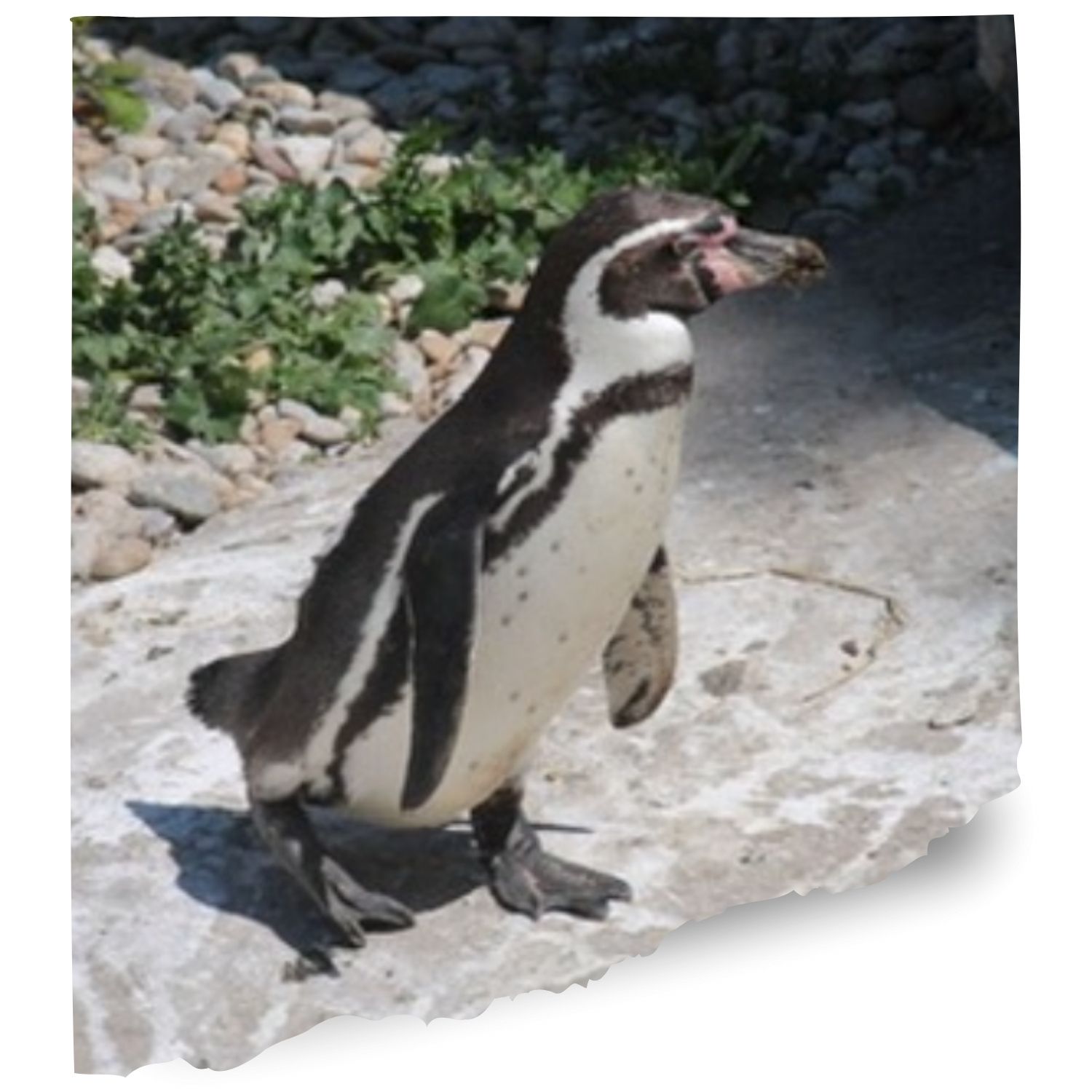 San diego zoo penguins cam