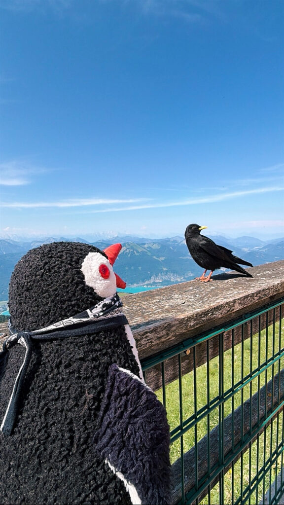 Schafberg austria Guide