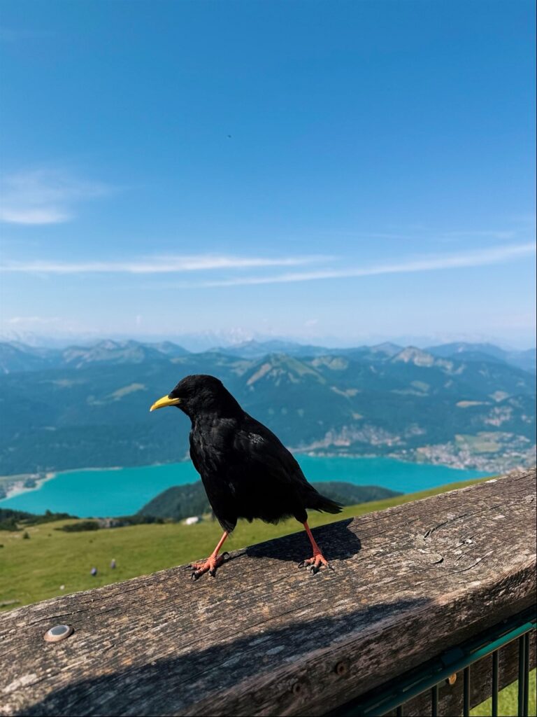 Schafberg austria Guide