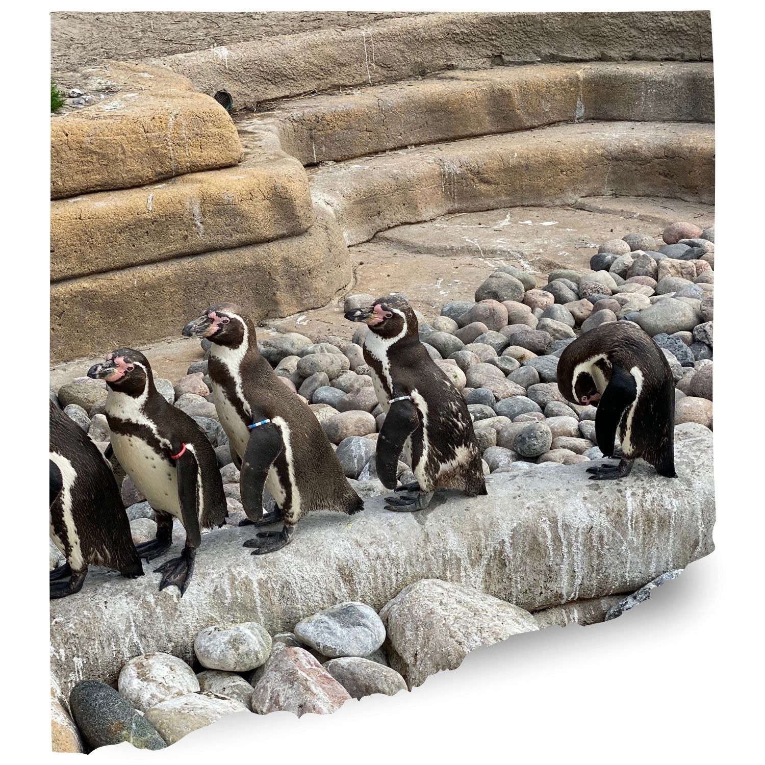 Sealife sydney penguins Cams