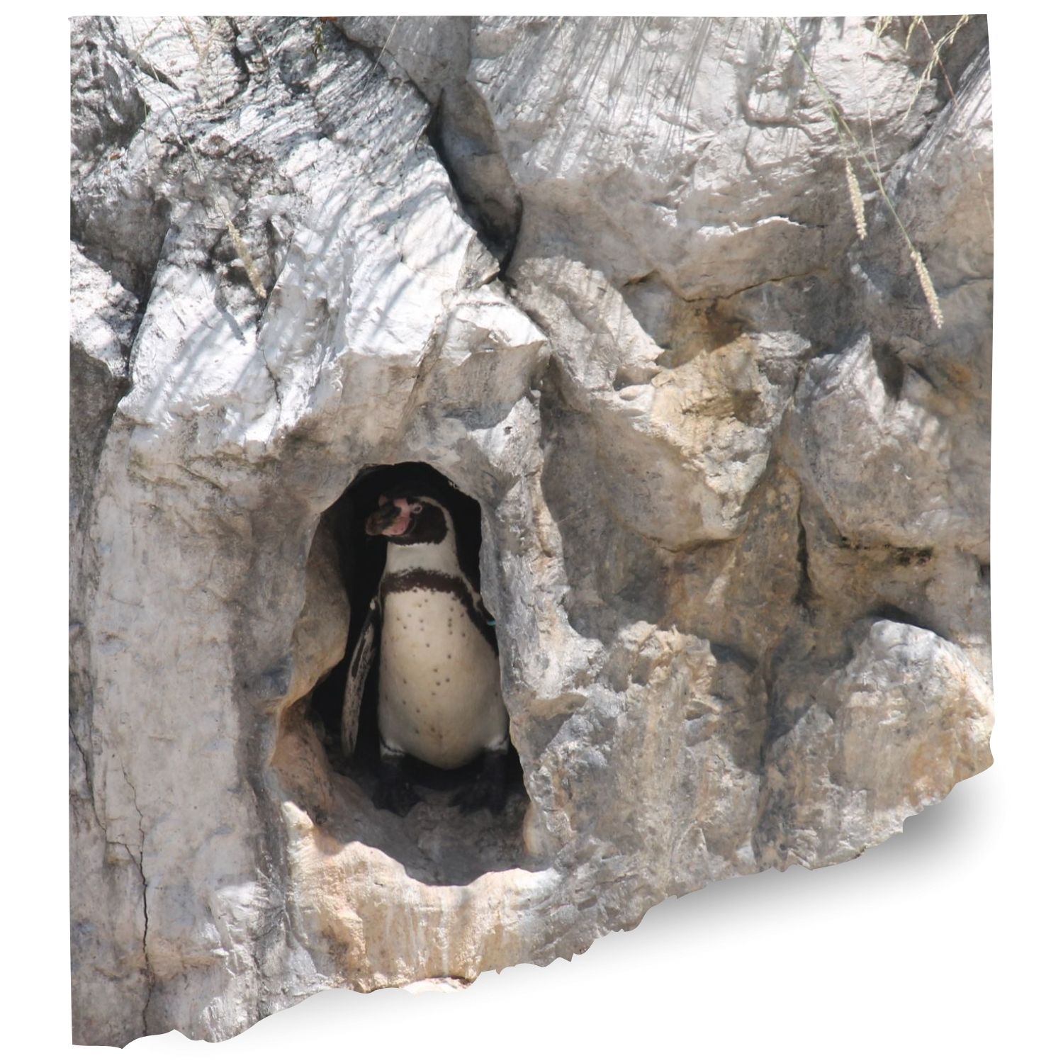 St lous zoo penguins Cams