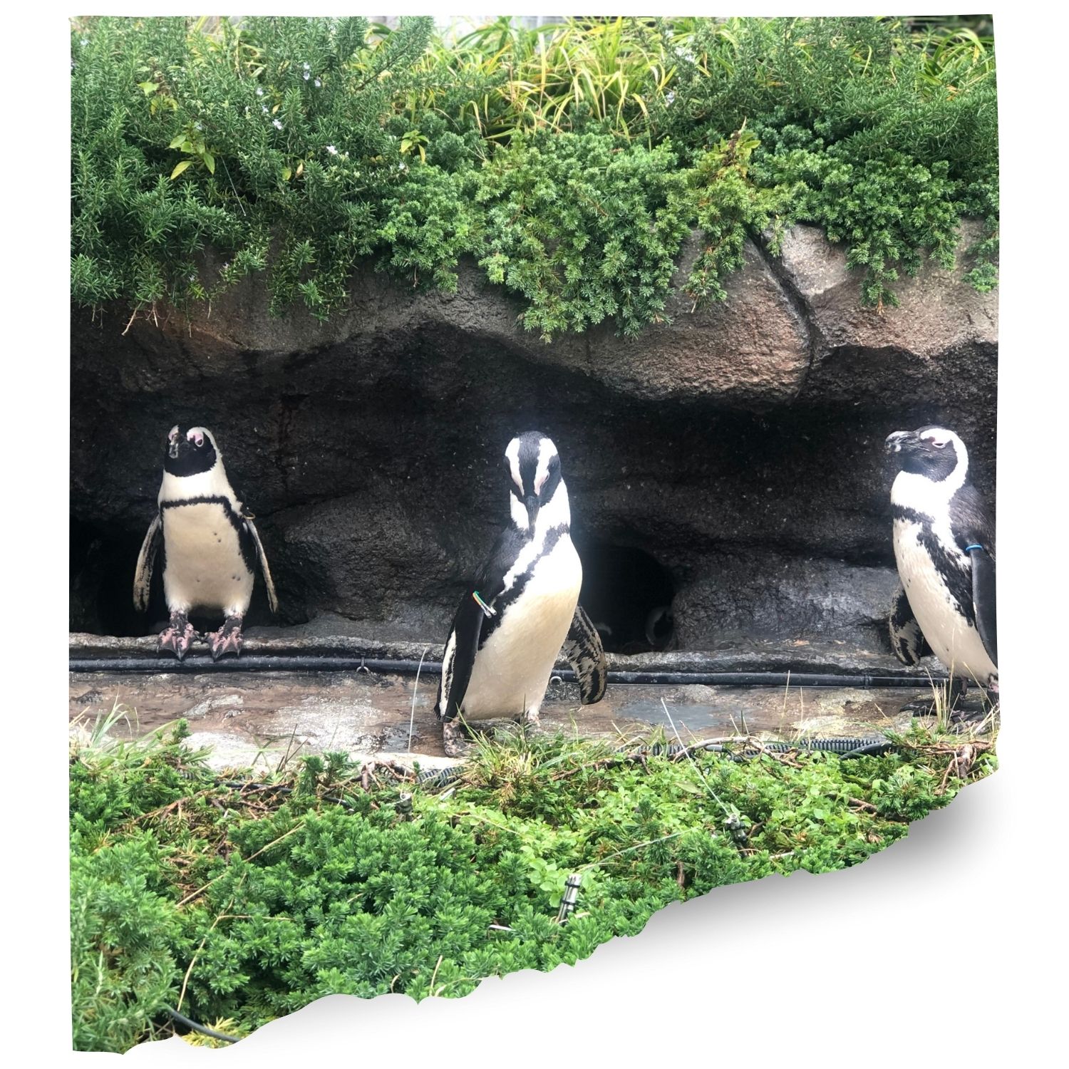 Stony point penguins Cams