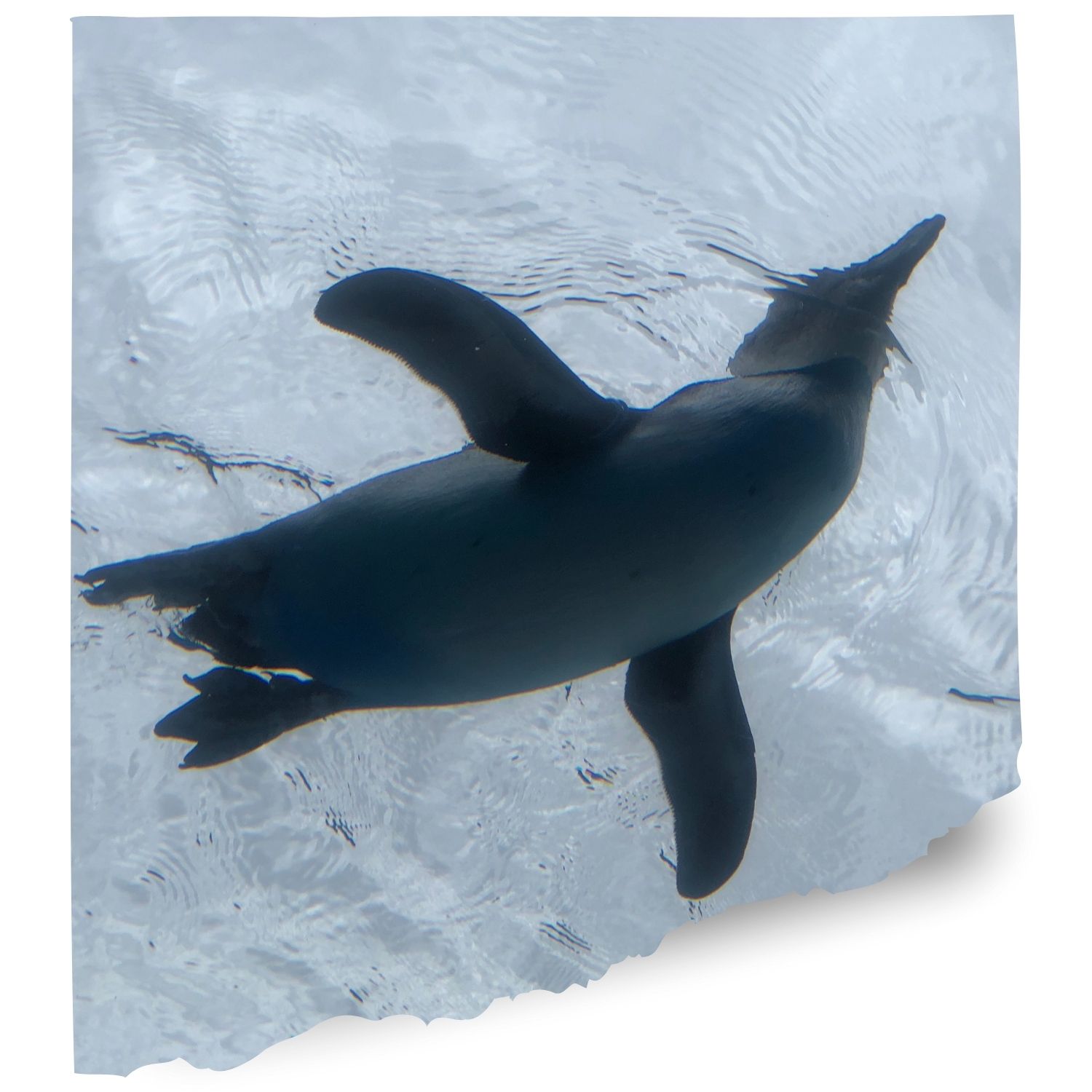 Sunshine aquarium cam