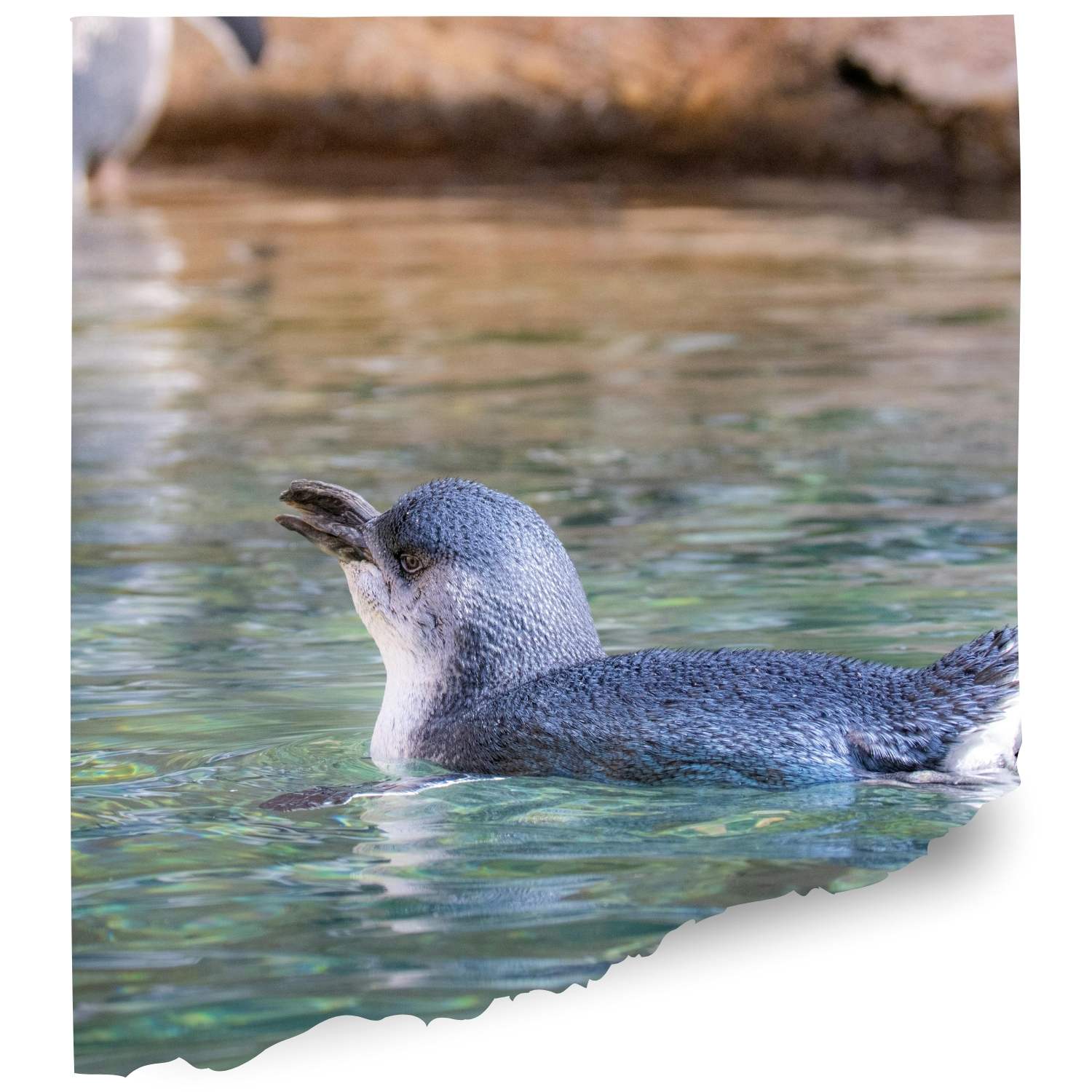 Taranaki Penguin cam