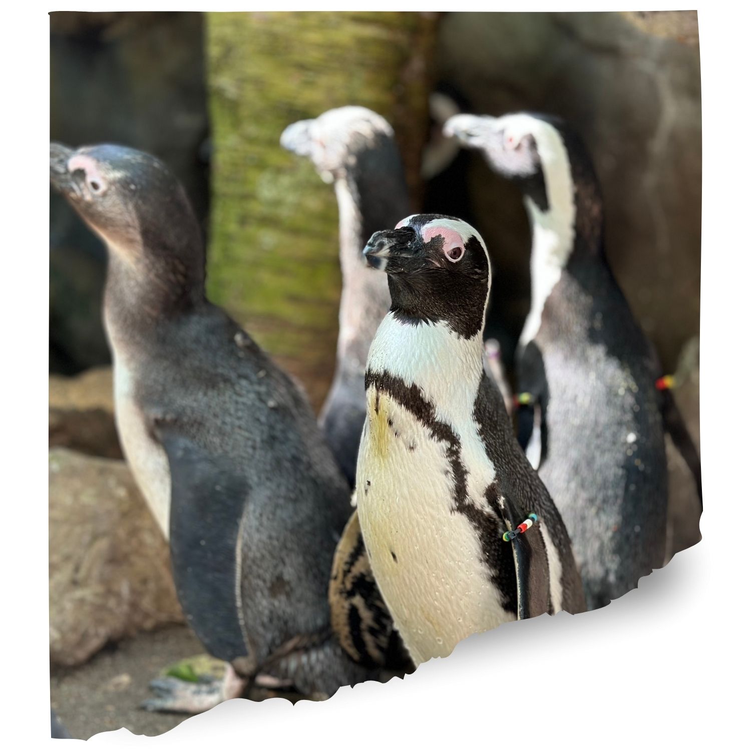 Tawaki Penguin cam nz cam