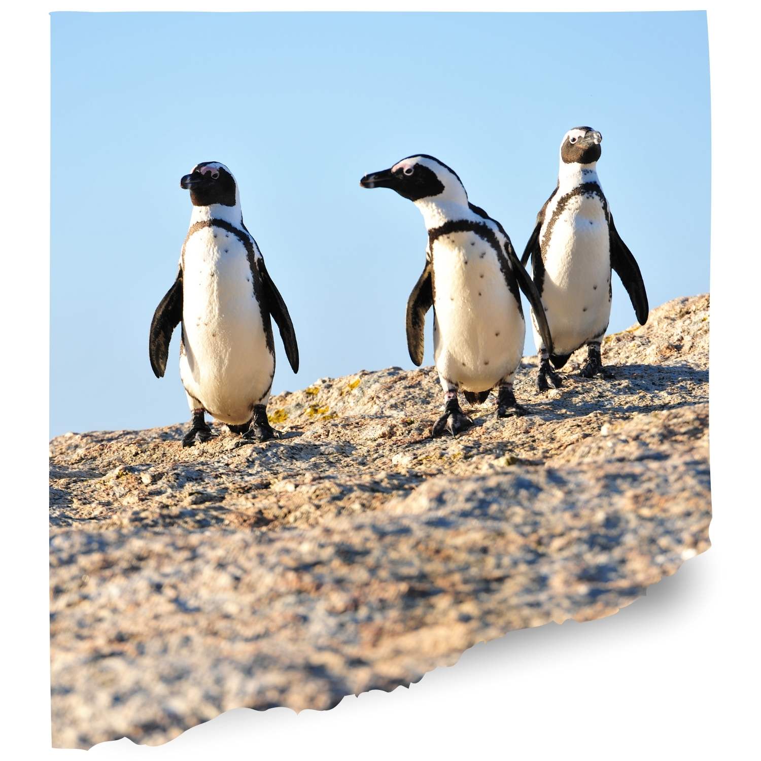 Tenesse aquarium Penguin stone cam