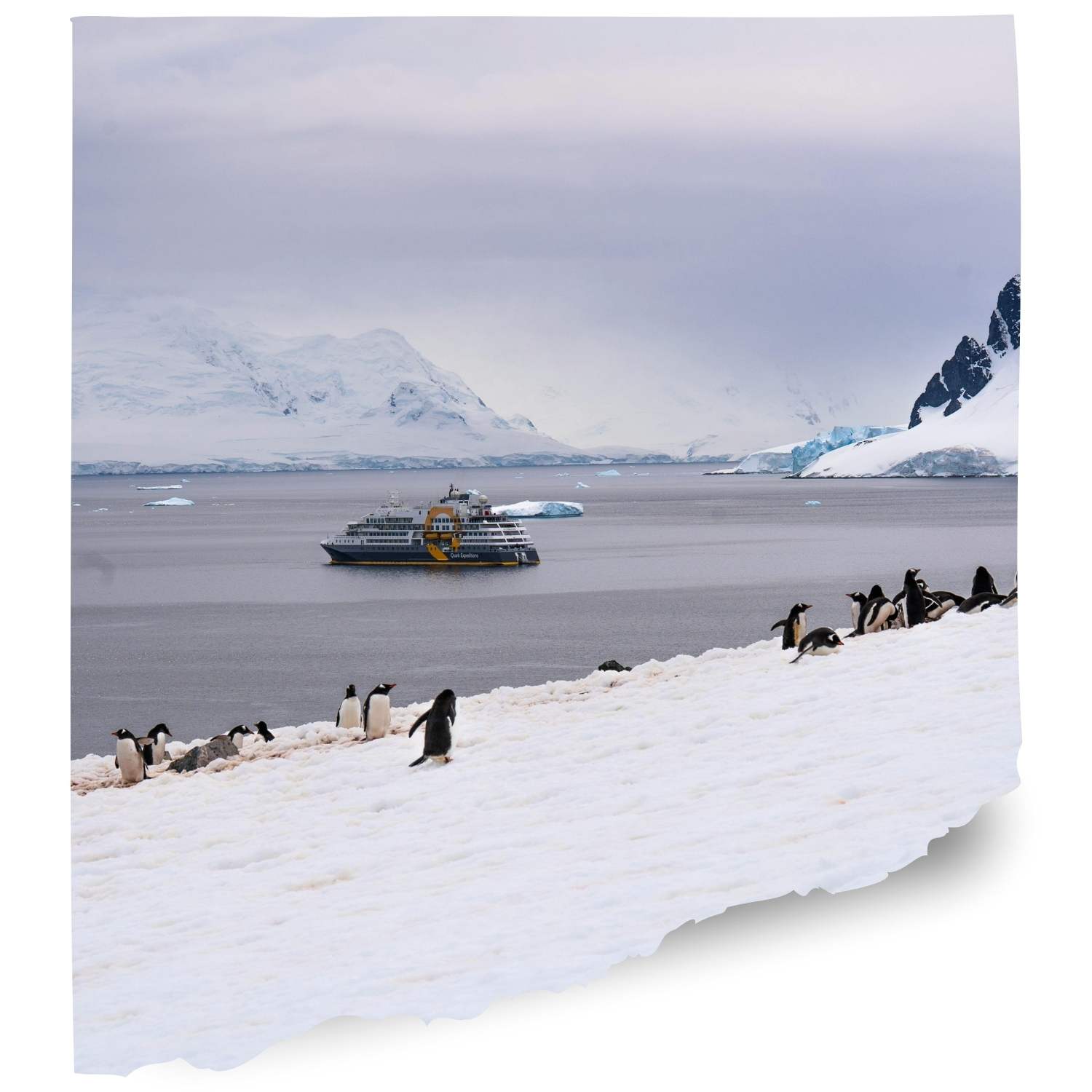 Torgersen island Penguin cam