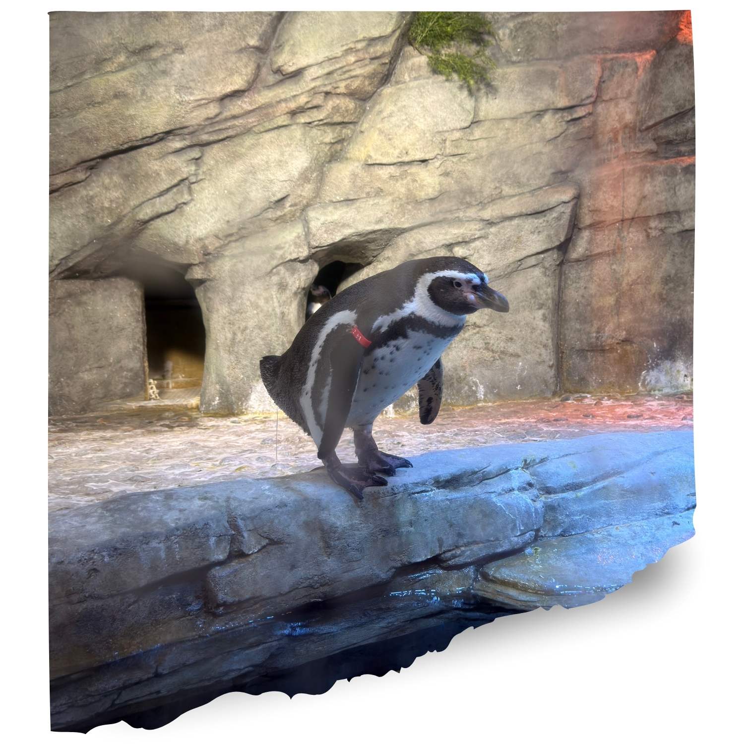 Valley Penguin cam
