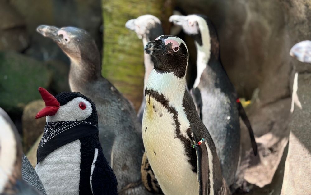 A Waddle on Amsterdam’s Wild Side: Inside ARTIS Royal Zoo