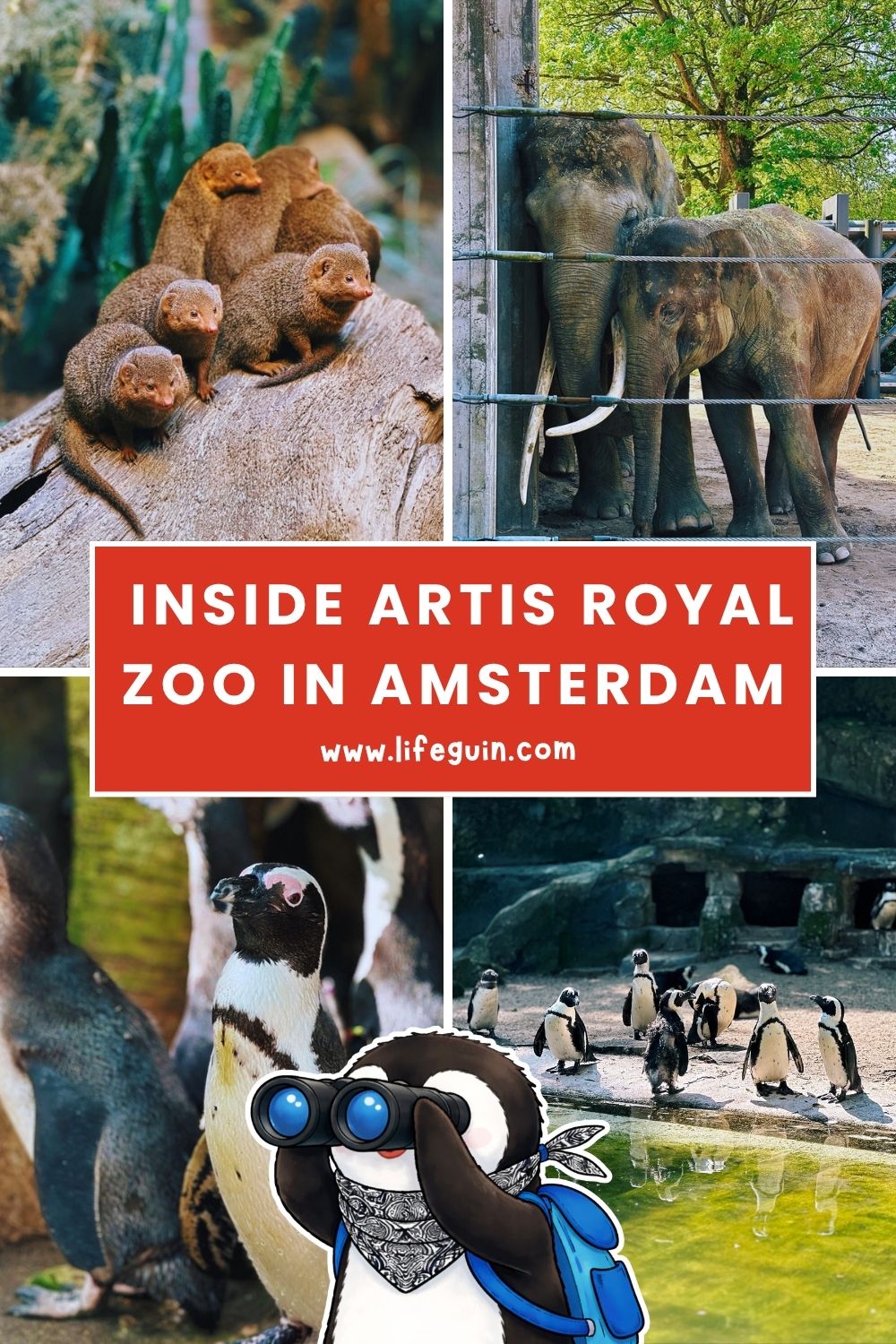 A Waddle on Amsterdam’s Wild Side: Inside ARTIS Royal Zoo – follow Lifeguin on Pinterest