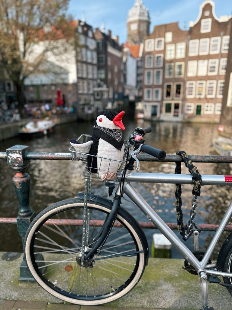 Miško sits in a bicycle basket overlooking a canal in the Netherlands