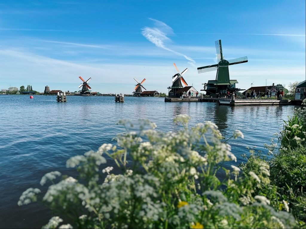 Traditional windmills line a calm canal under a blue sky with white wildflowers in the foreground