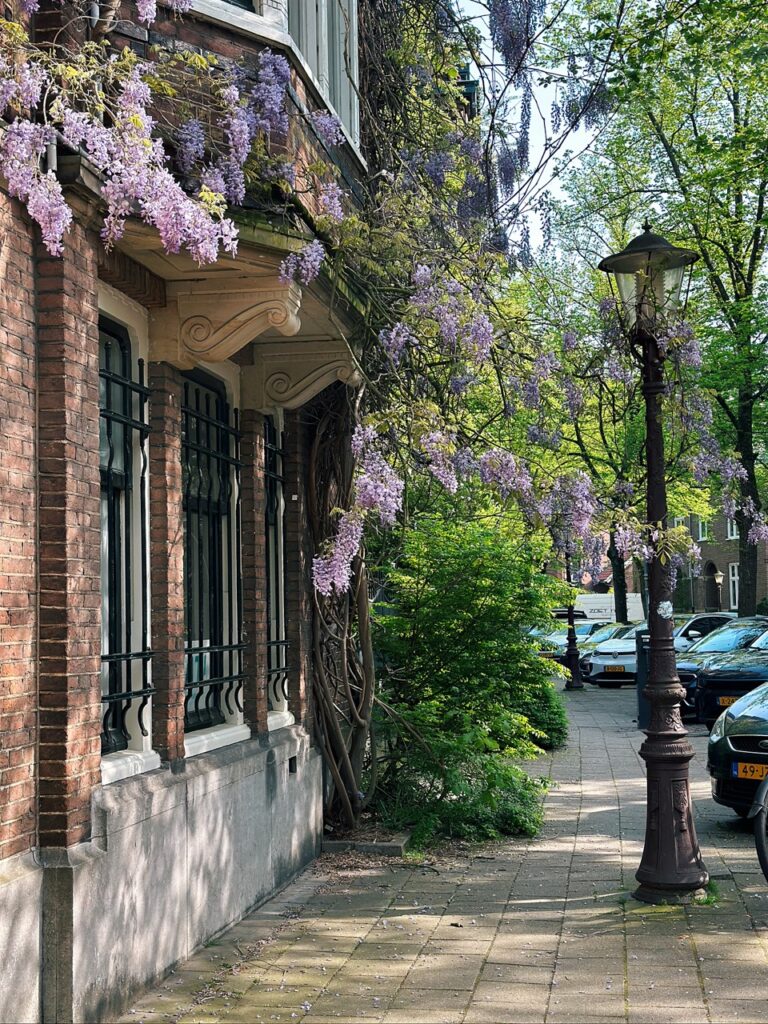 Purple wisteria flowers draping over a brick building and sidewalk near a vintage lamp post in Amsterdam